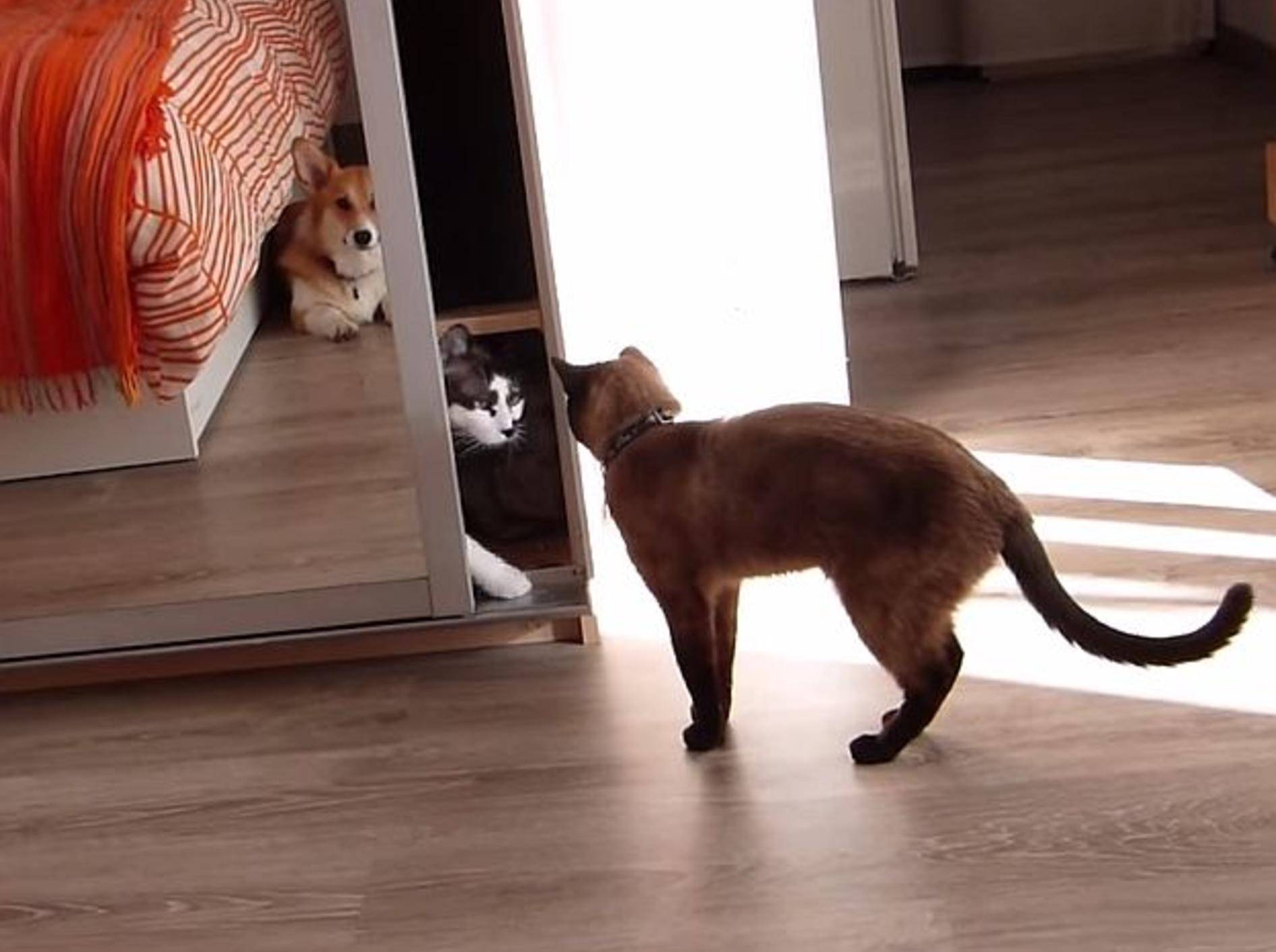 Kluge Katze verschafft sich Privatsphäre – Bild: Youtube / The Fur Monsters
