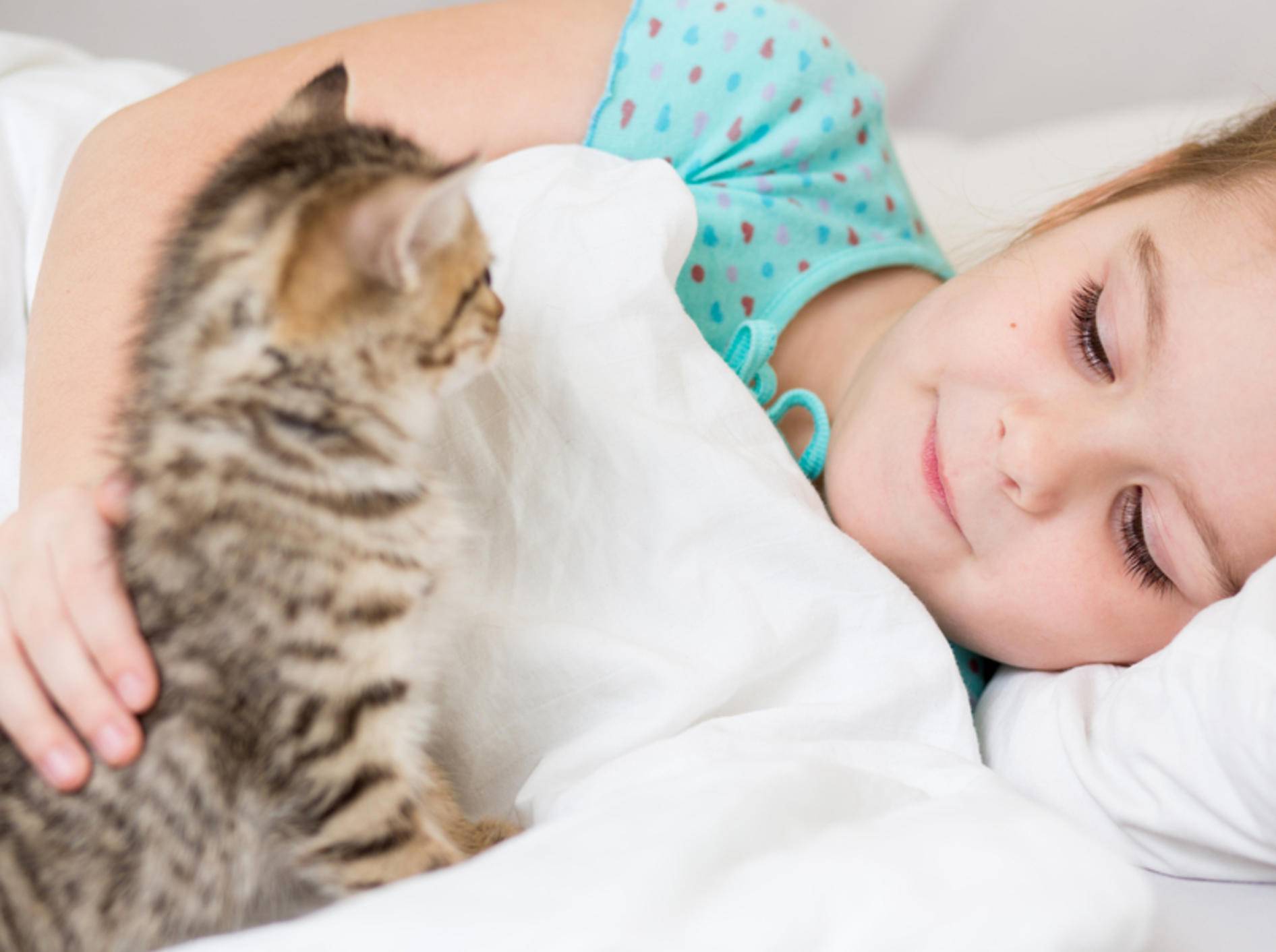 Nachts wird geschlafen: Einige Katzen müssen das noch lernen – Bild: Shutterstock / Oksana Kuzmina
