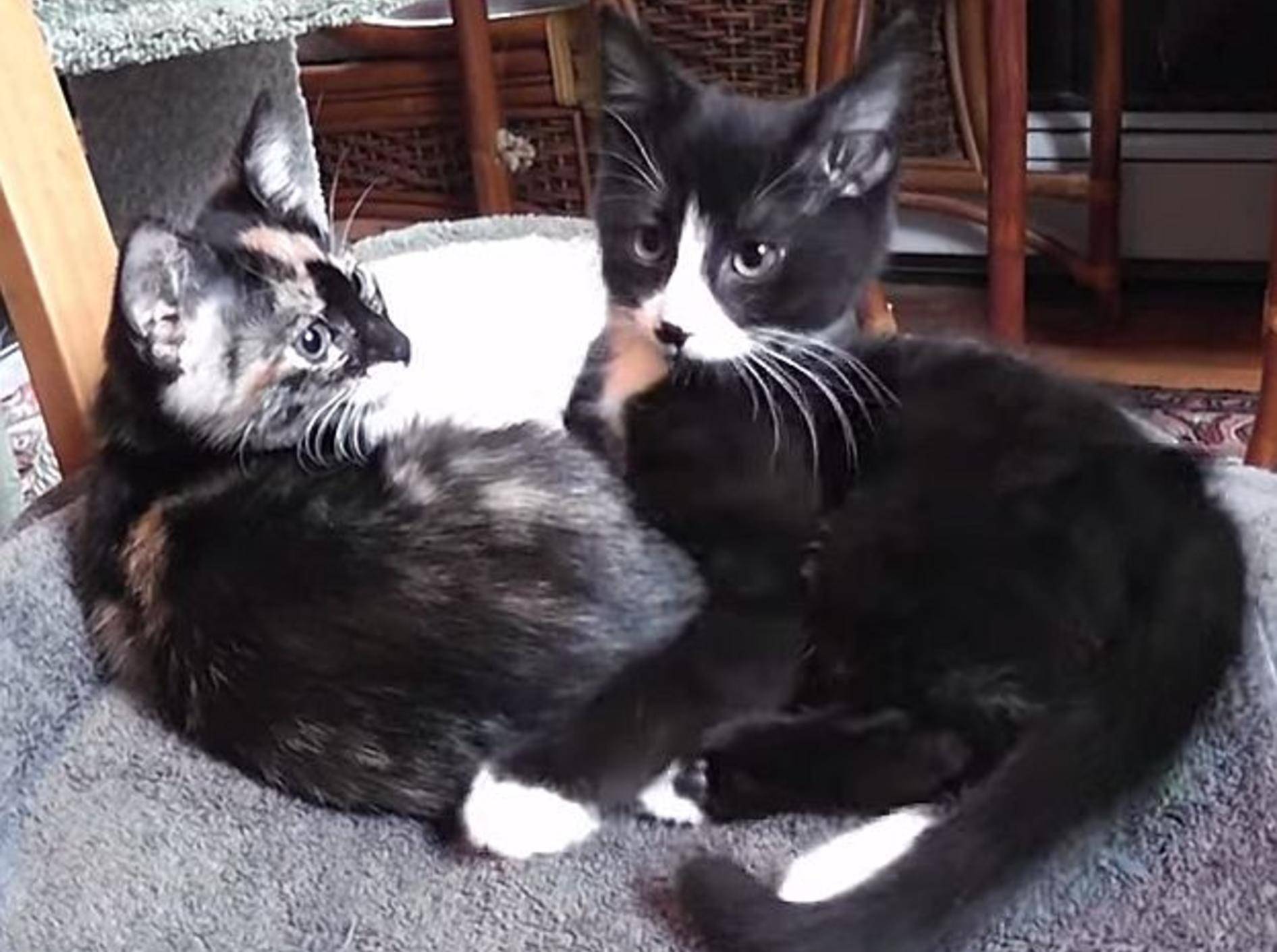 Schöner Videozusammenschnitt: Vom Katzenbaby zur Katze –Bild: Youtube / DrNworb's KitsCats