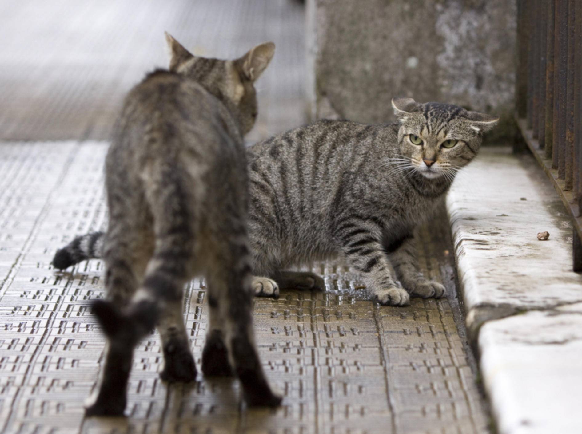 Mobbing ist für die unterlegende Katze unangenehm und mitunter auch gefährlich – Bild: Shutterstock / Tomasz Pado