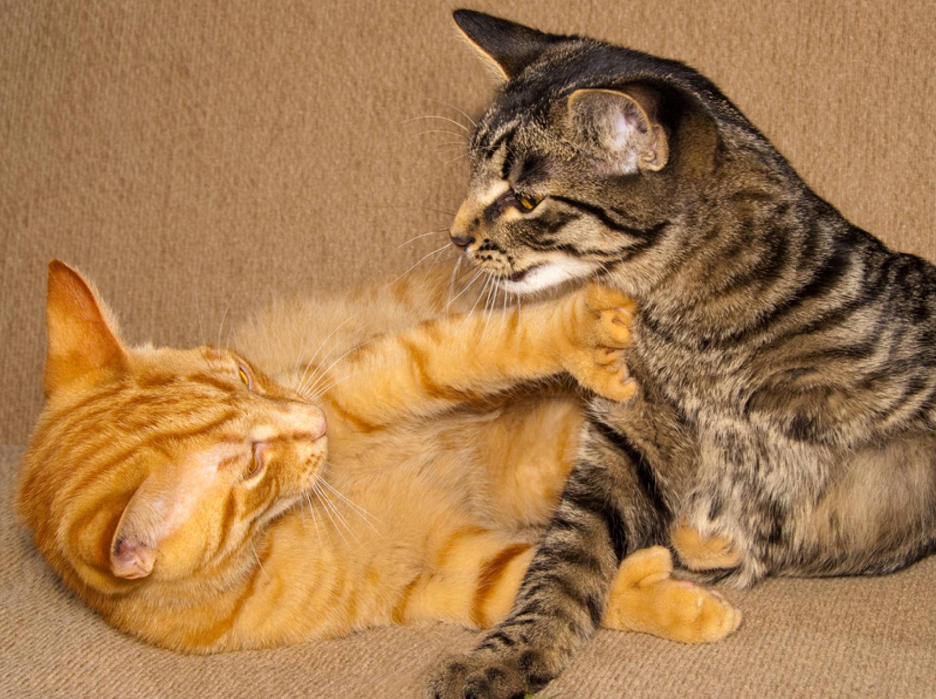 Ständige Attacken auf den Artgenossen: Auch unter Katzen gibt es Mobbing – Bild: Shutterstock / karamysh