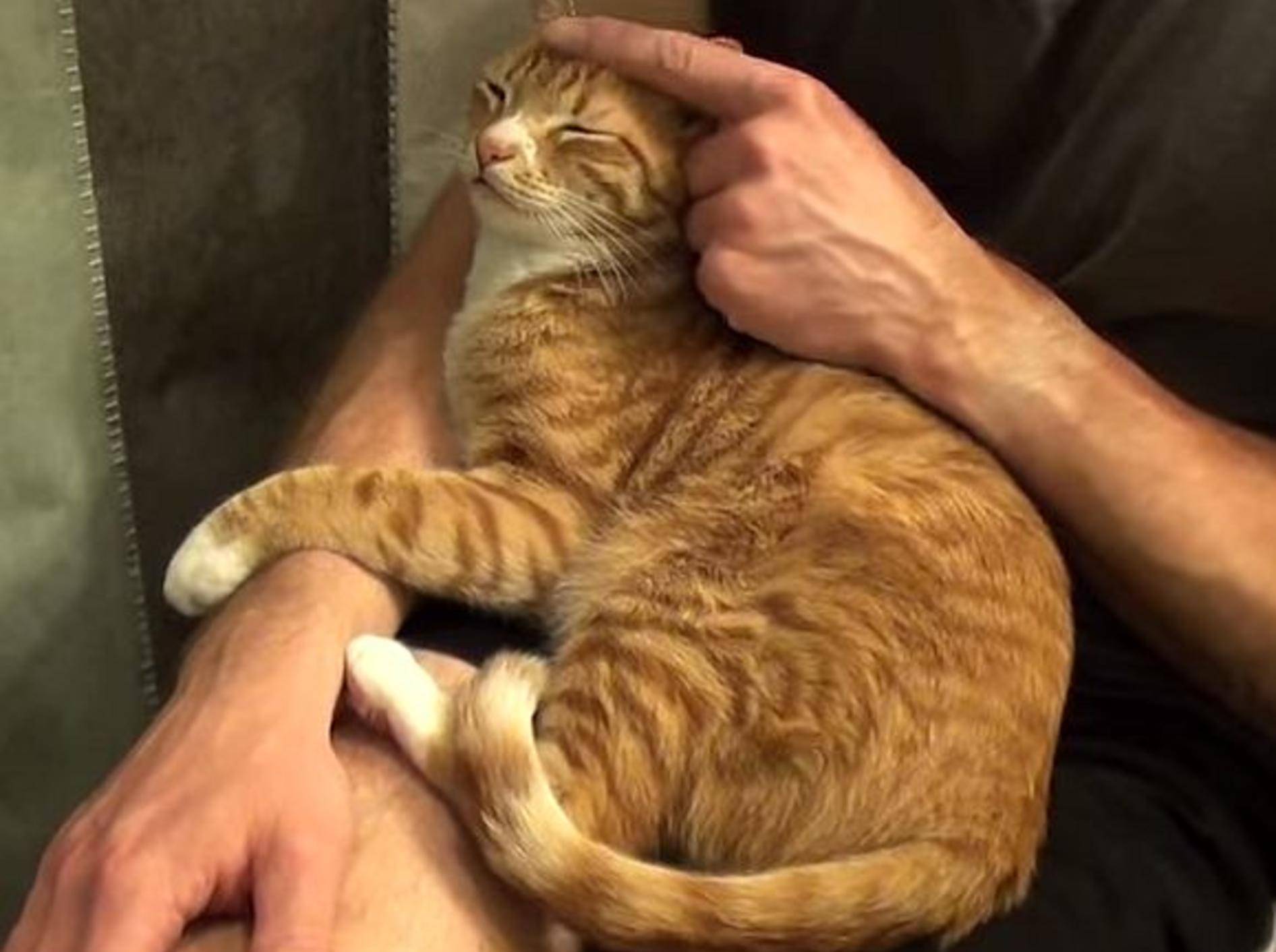 Die schönsten Videos zum Umarme-Deine-Katze-Tag – Bild: Youtube / Cole and Marmalade