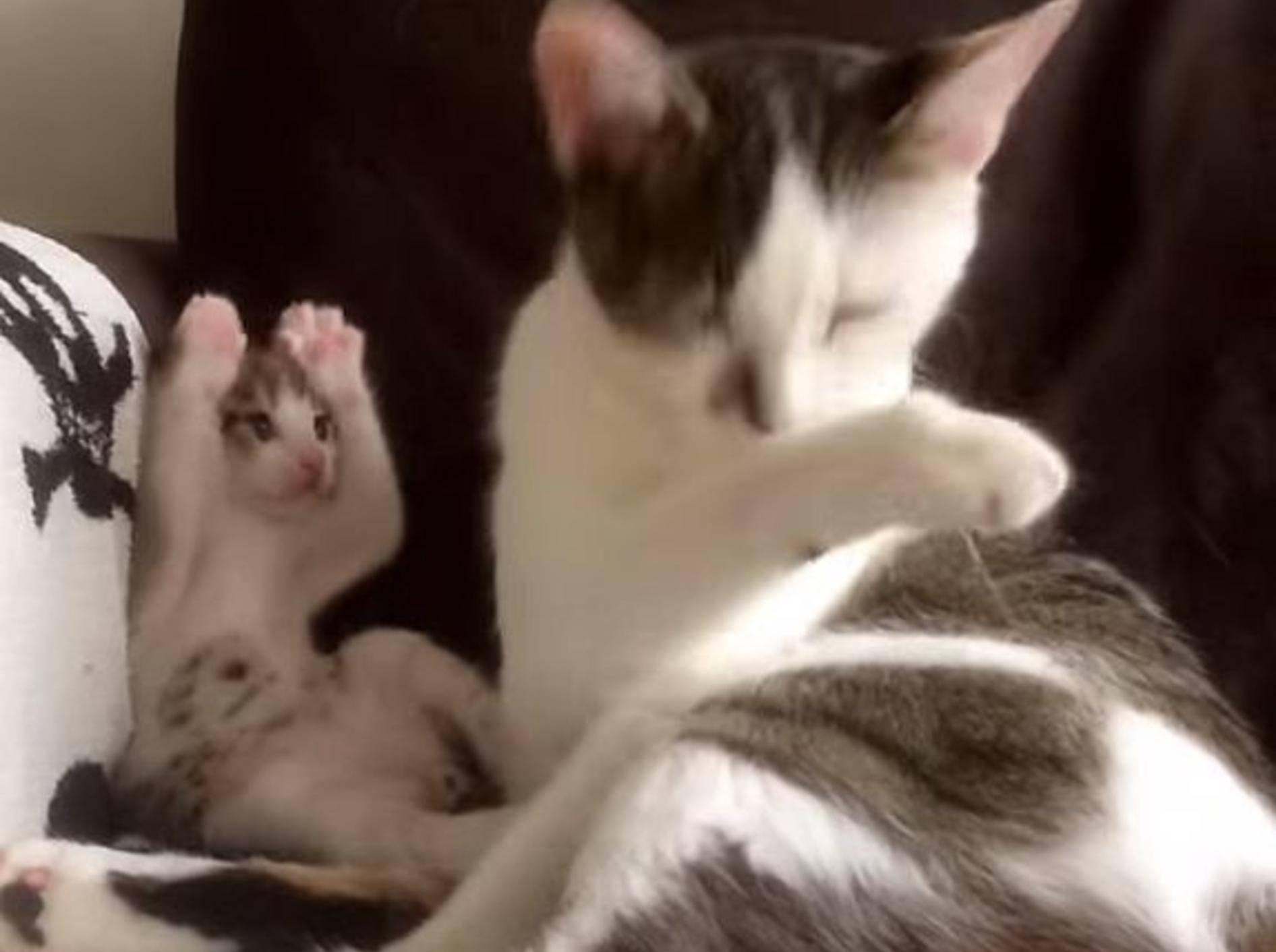 Katzenbaby Neo imitiert seine Mama – Bild: Youtube / Ari K