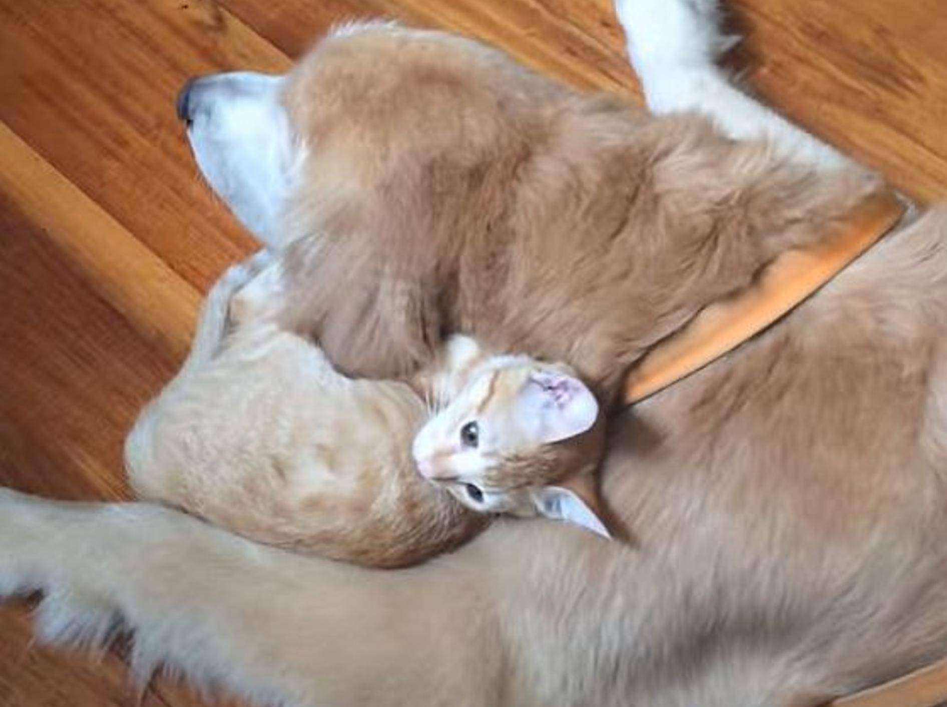 Niedlich: Katzenbaby wächst mit Hund auf – Bild: Youtube / Keelo and Koda