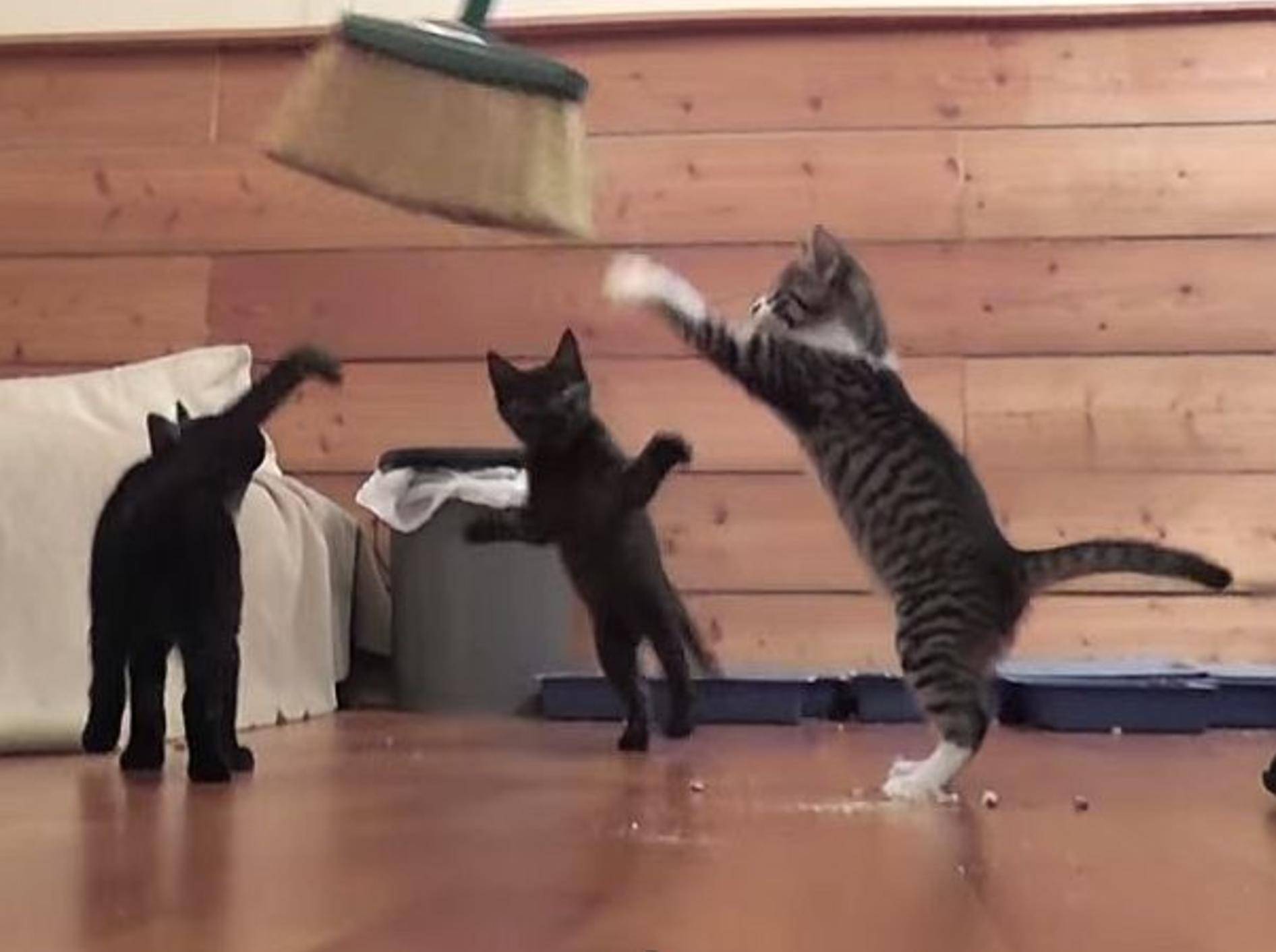 Quirlige Katzenbabys gehen auf Besenjagd – Bild: Youtube / DrNworb's KitsCats