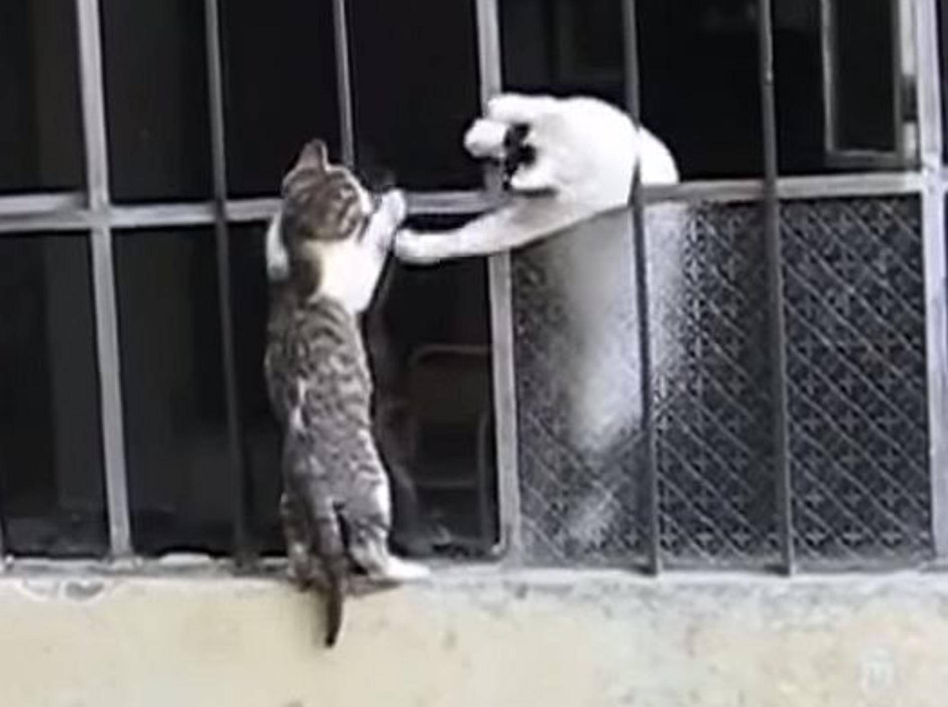 Katzenmama rettet waghalsiges Kitten – Bild: Youtube / Funny & Amazing Planet