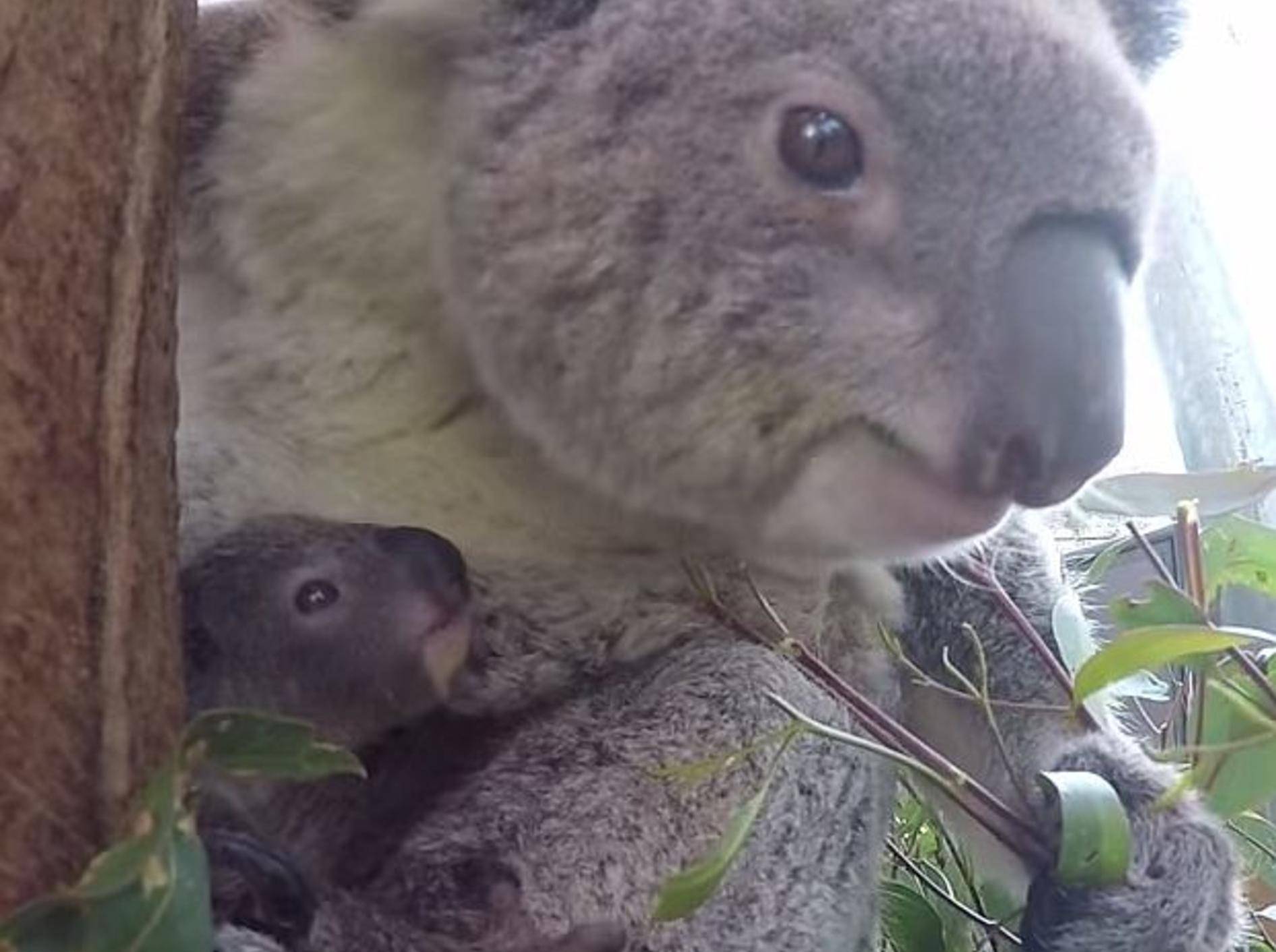 Zoo in Sydney hat einen zauberhaften neuen Baby-Koala – Bild: Youtube / Taronga Sydney