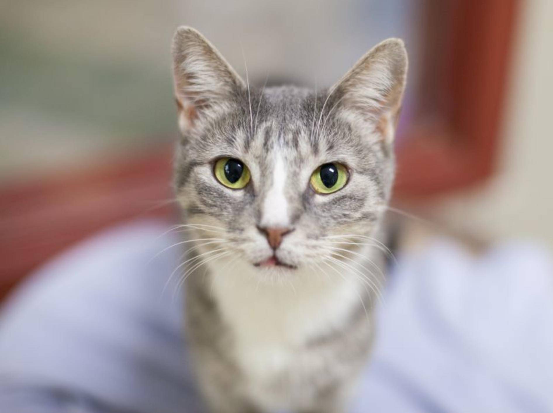 Tierheimkatze zieht ein: Die ersten Tage sind aufregend – Bild: Shutterstock / InBetweentheBlinks