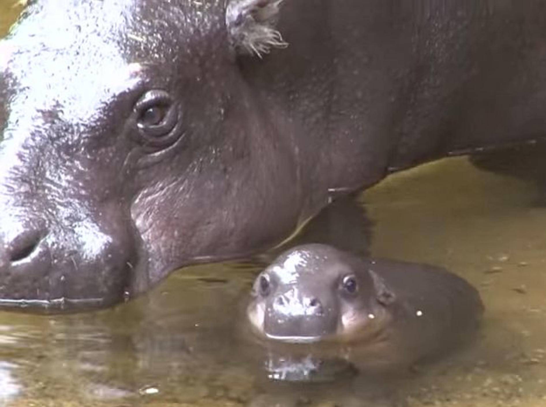 Plitsch Platsch: Ein Baby-Nilpferd geht baden – Bild: Youtube / ZoosVictoria