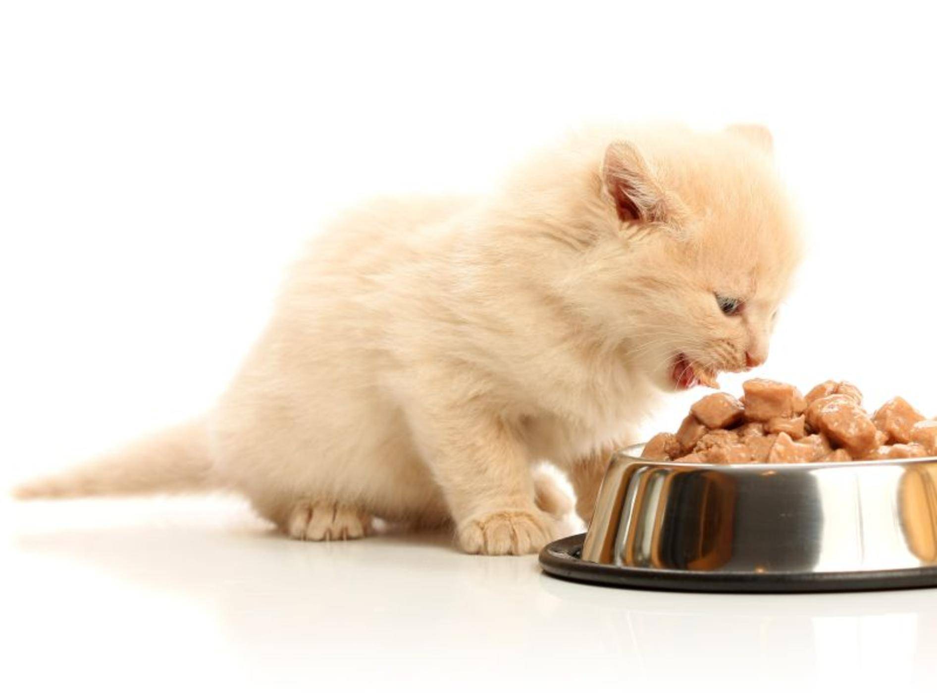 Kätzchen Nummer eins: "Wisst ihr, was ich lecker finde? Futter!!!" – Bild: Shutterstock / 6493866629