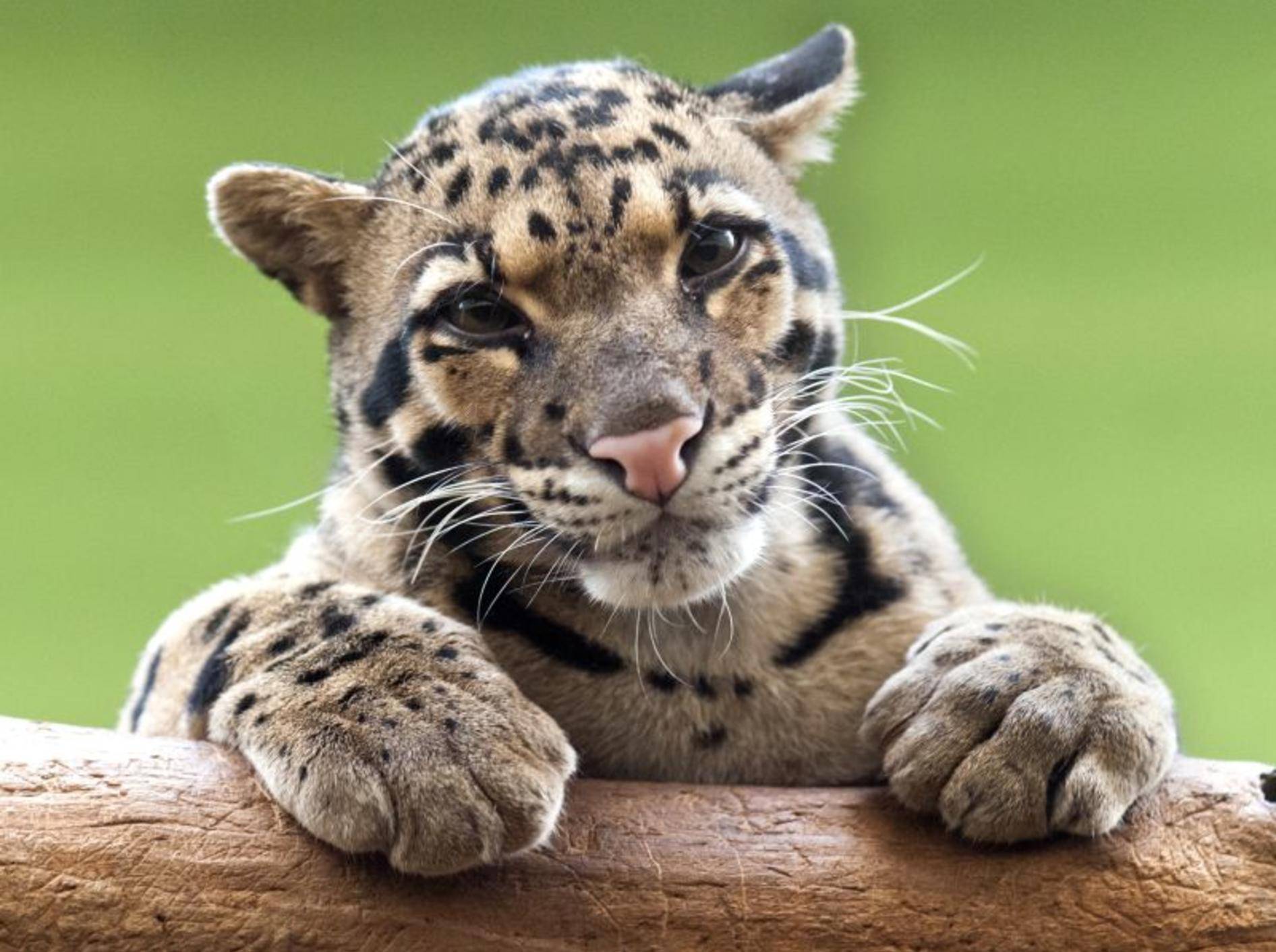 Der Nebelparder: Ein bildhübsches Tier mit Ähnlichkeit zum Leoparden – Bild: Shutterstock / Nazzu