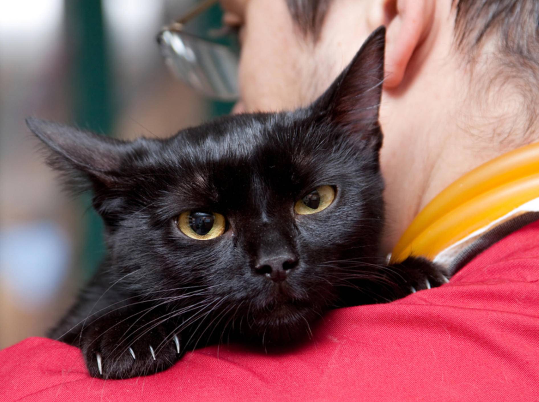Die Krankheit FIV wird von Katze zu Katze übertragen – Bild: Shutterstock / melis