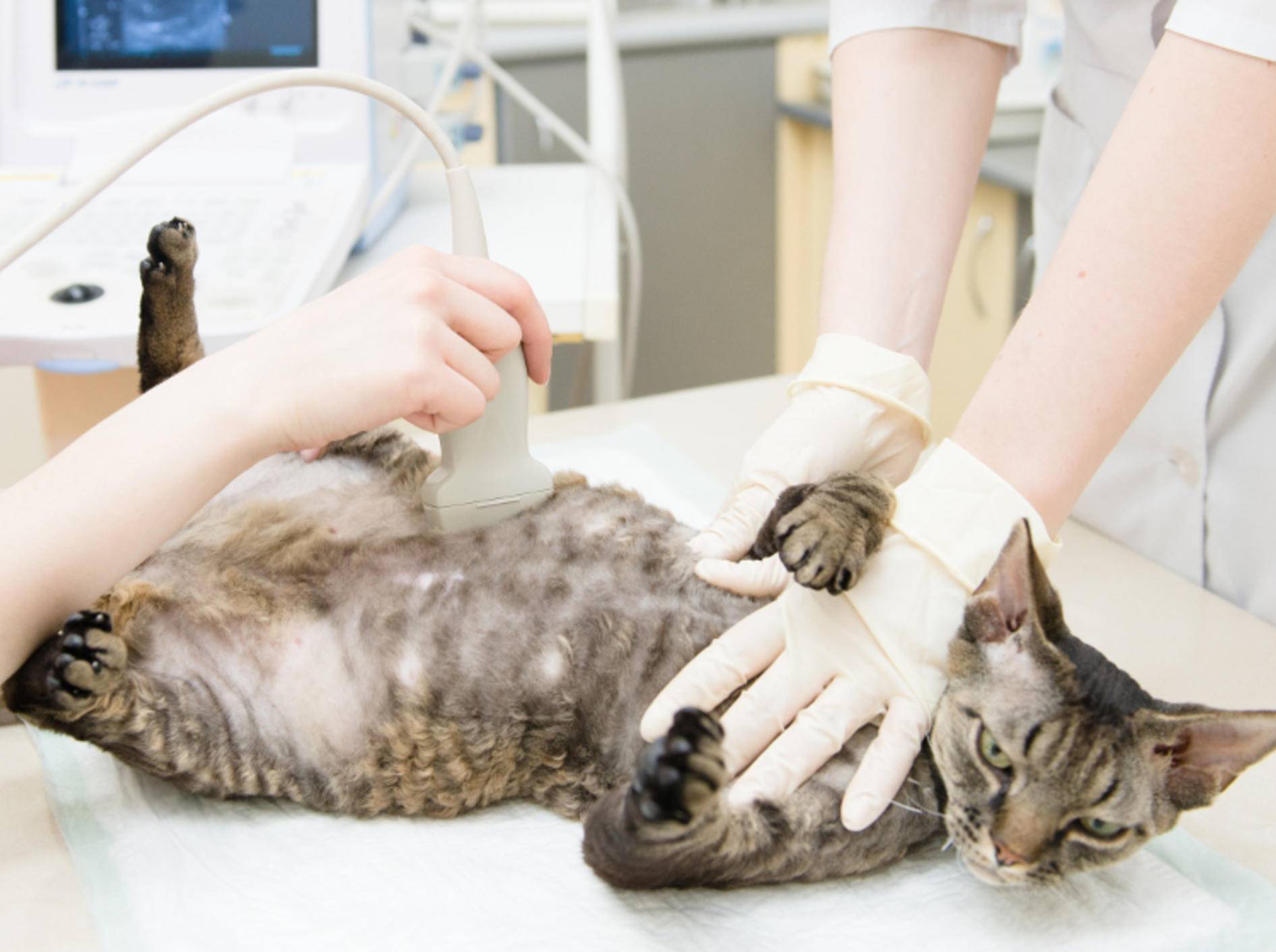 Chronische Pankreatitis Katze Ernährung