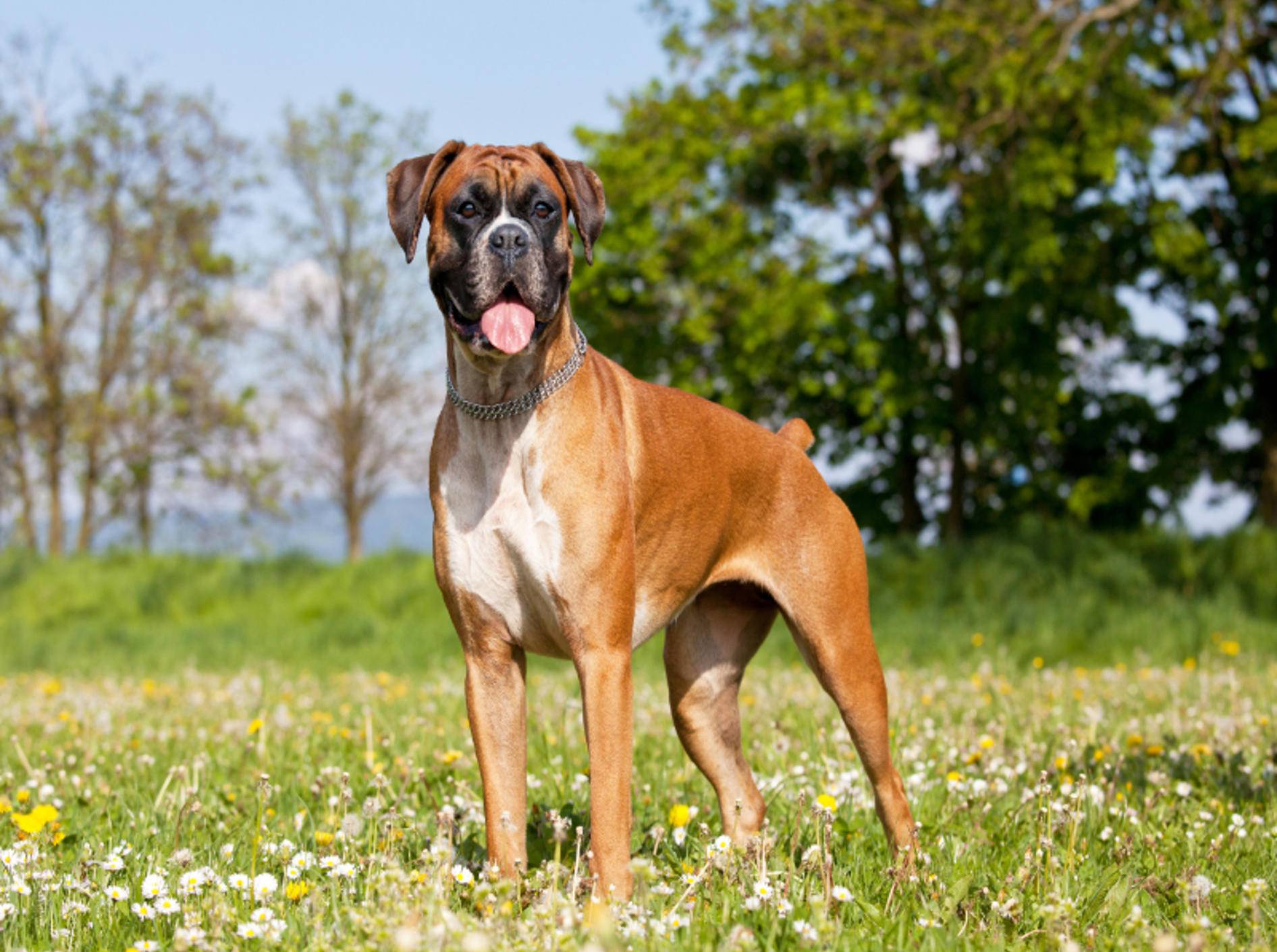 Wer kann diesem freundlichen Hund schon widerstehen? – Shutterstock / Lenkadan