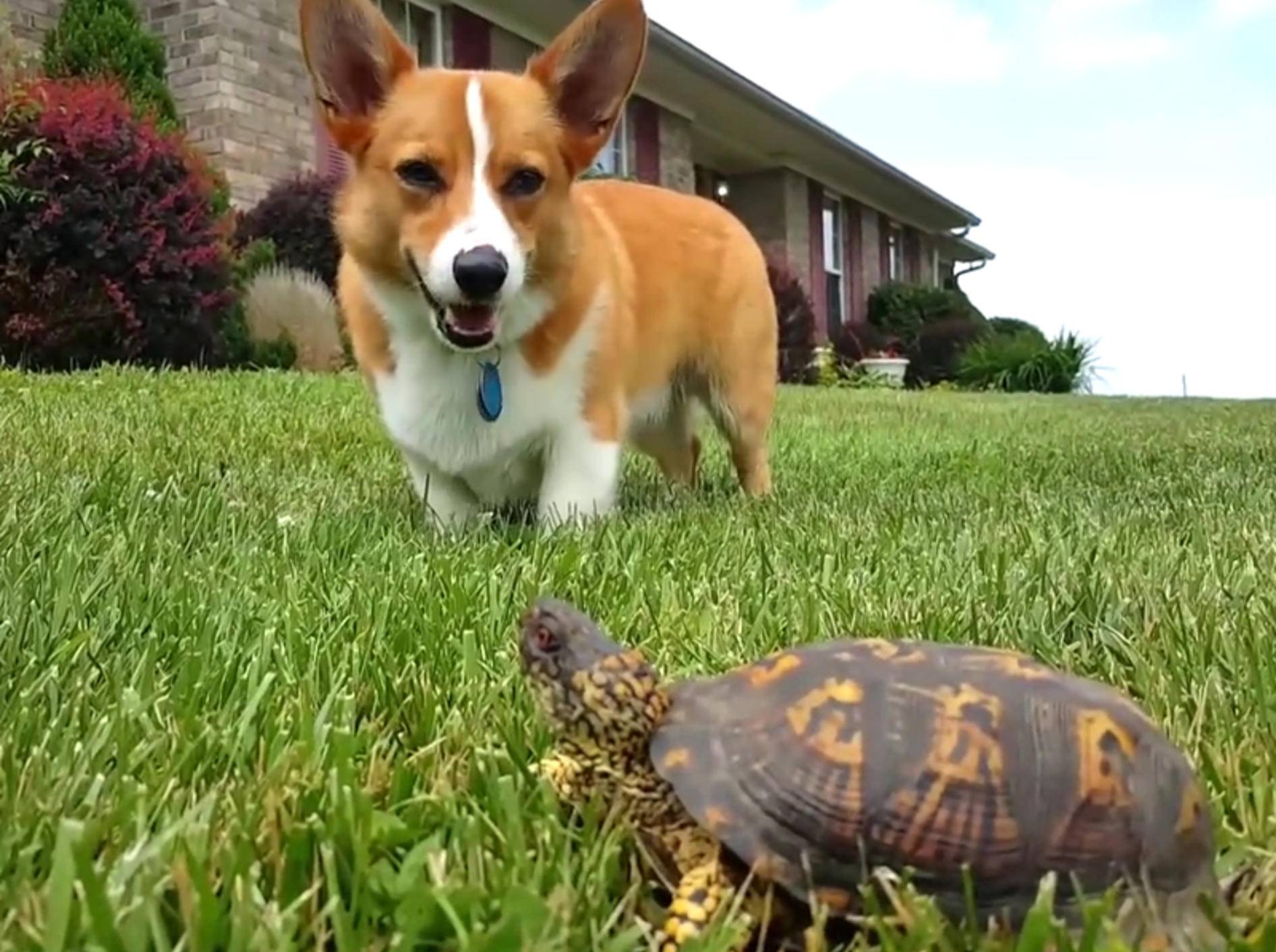 "Hilfe, es lebt!" Corgi erschrickt vor Schildkröte – Bild: YouTube / CutiesNFuzzies