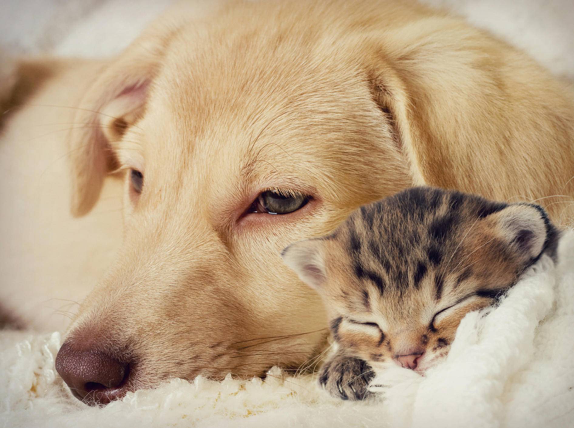 Hund und Katze können miteinander kuscheln – Bild: Shutterstock / gurinaleksandr