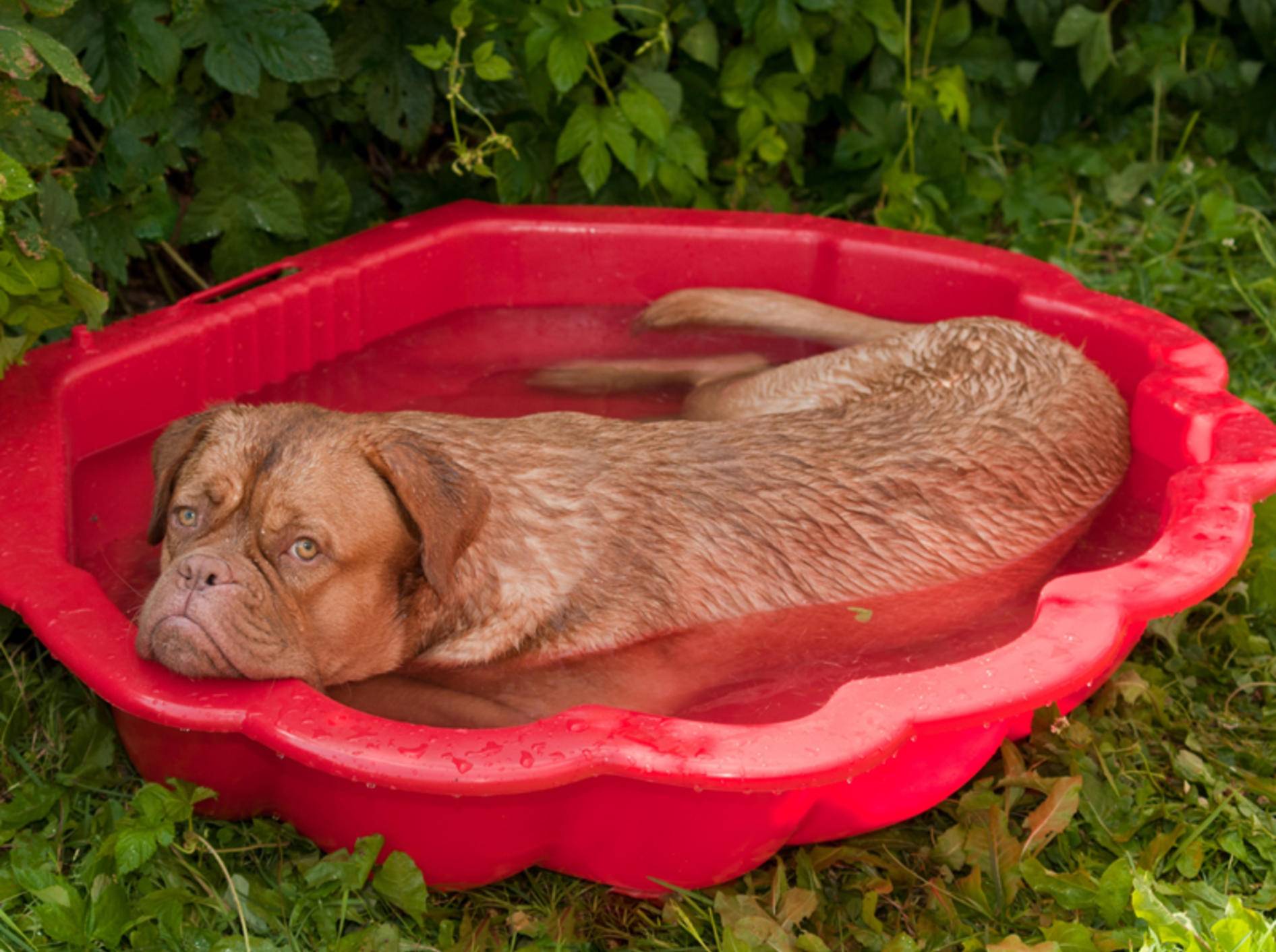 Ein kühles Bad tut dem Hund bei Sommerhitze richtig gut – Shutterstock / Vitaly Titov & Maria Sidelnikova