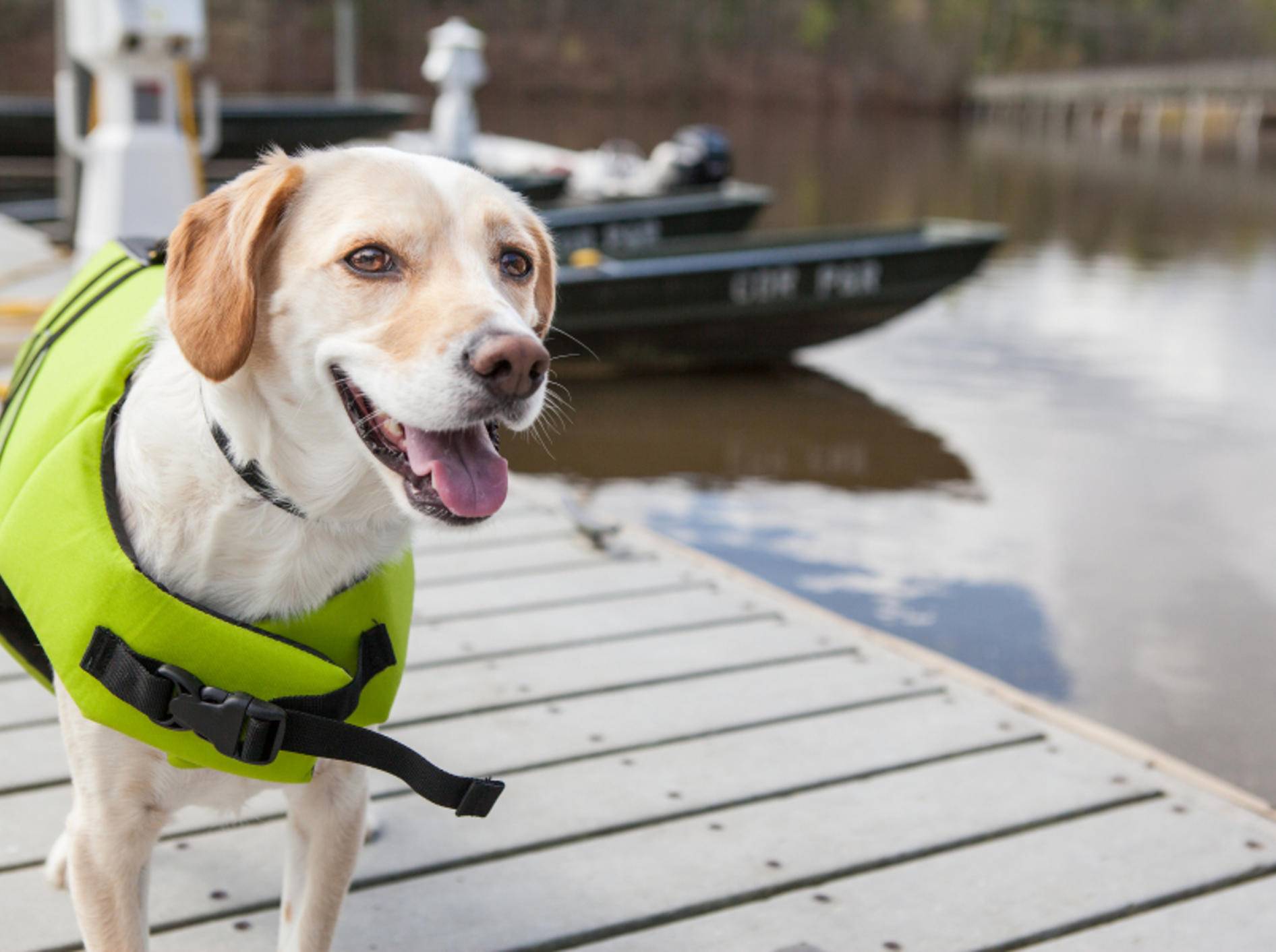 Sicher ist sicher: Hund mit Schwimmweste – Shutterstock / InBetweentheBlinks