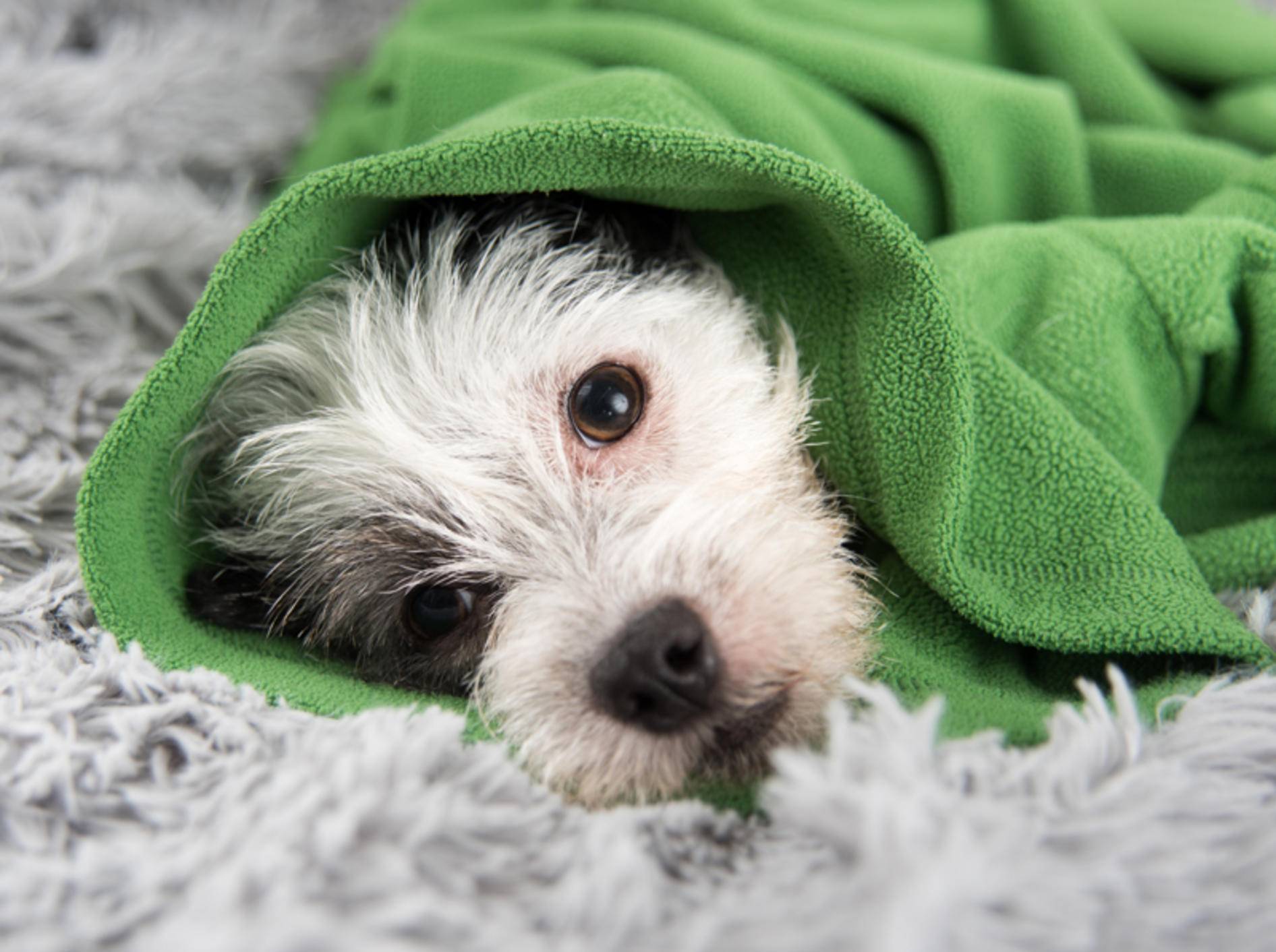 Ist Ihr Hund nur ein wenig schlapp oder handelt es sich um einen Notfall? – Shutterstock / Anna Hoychuk