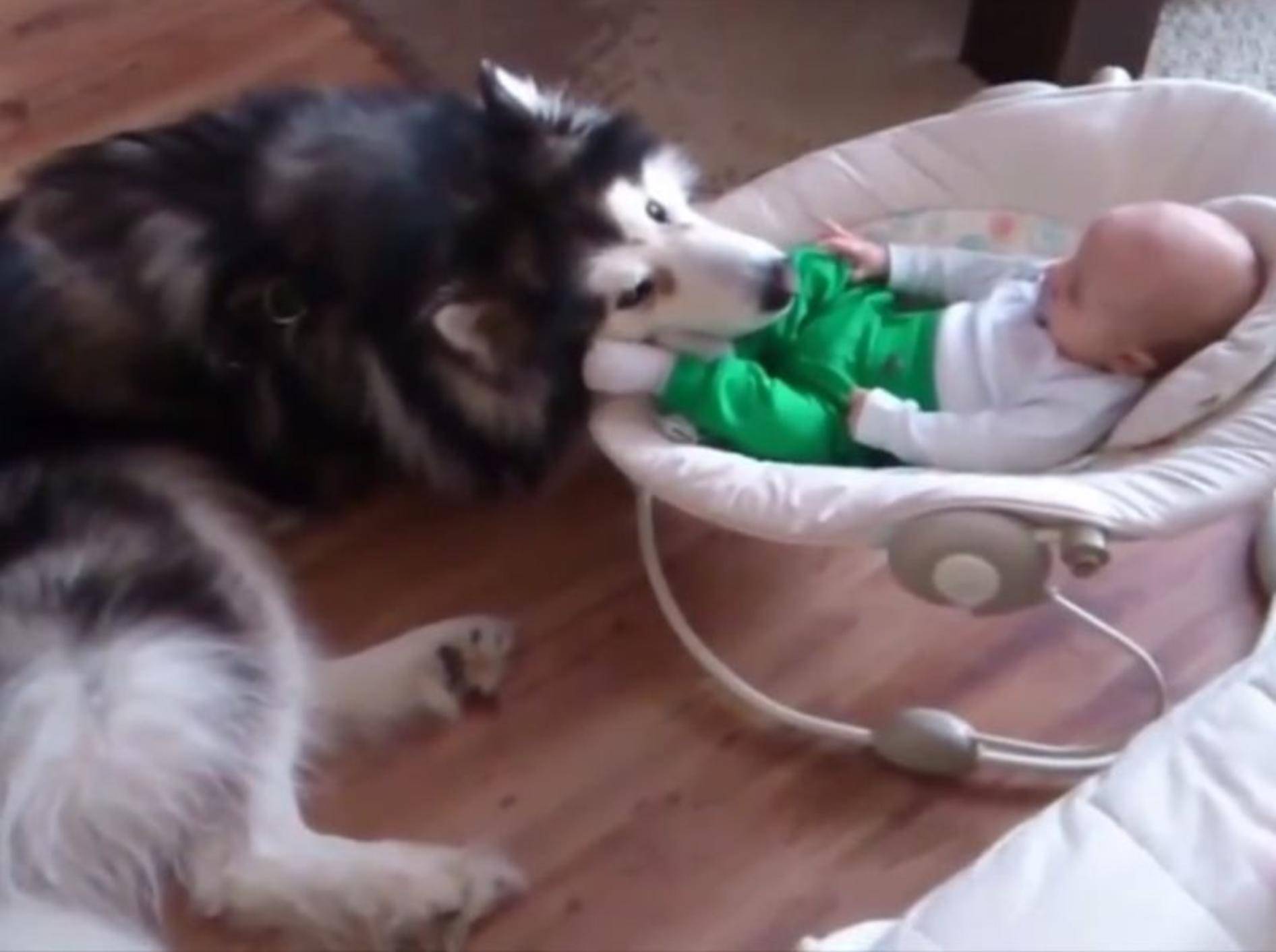 Tierisch gute Freunde: Hund und Baby – YouTube / Rumble Viral