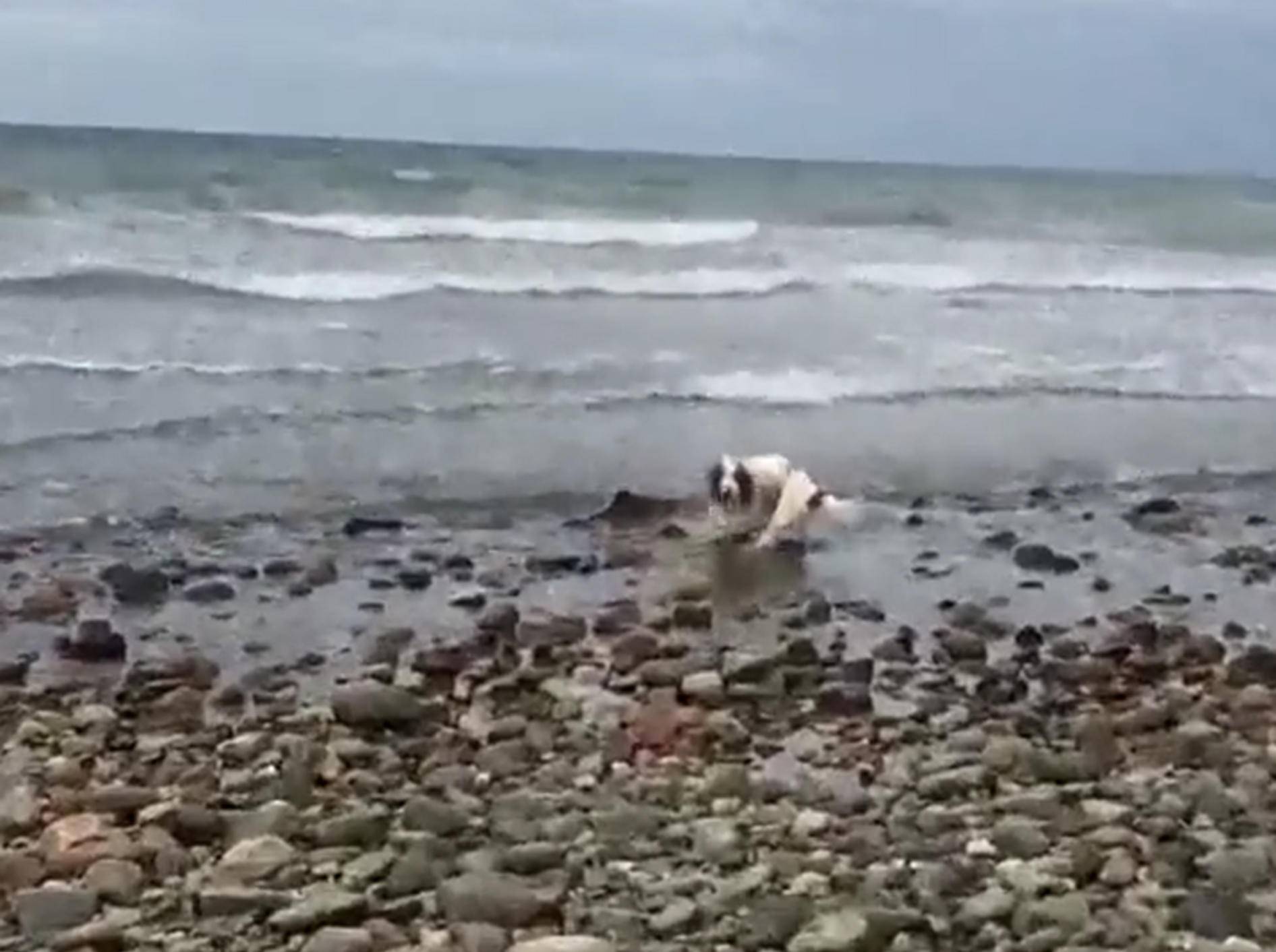 Ohne den mutigen Hund hätte der Baby-Delfin nicht zurück ins Meer gefunden – YouTube / Criccieth Life