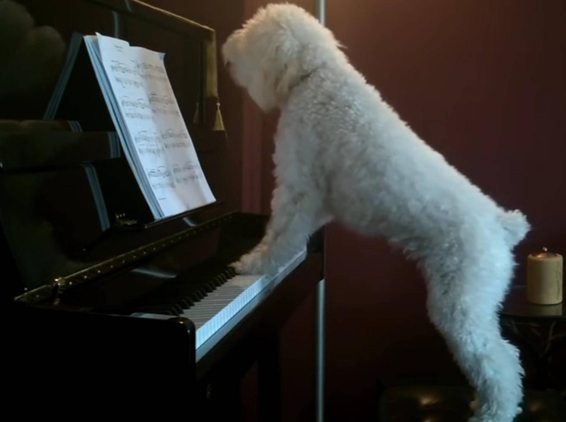 Neuer Popstar geboren? Hund übt am Klavier – Bild: YouTube / KennedyFamily99