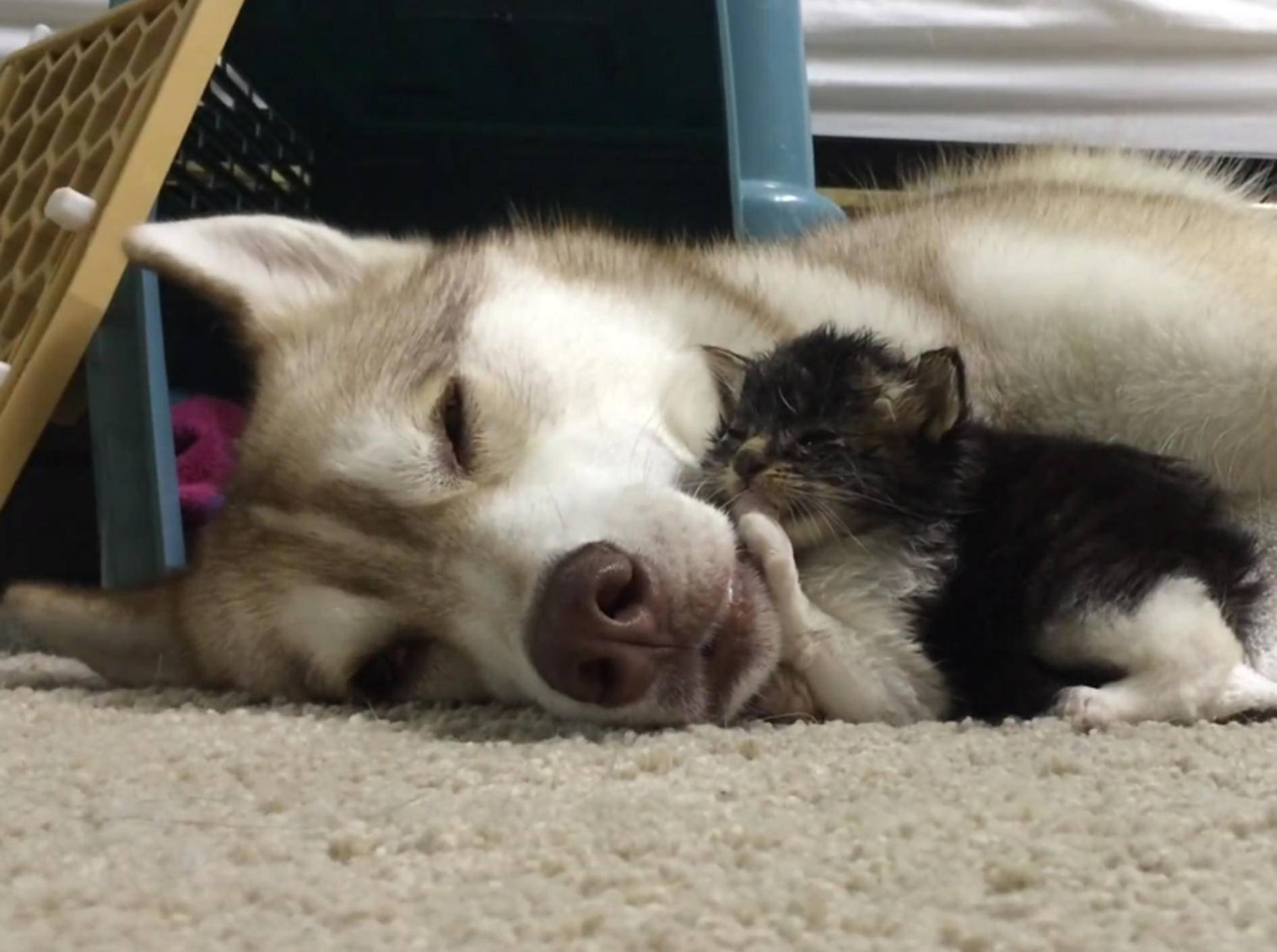 Wahre Freundschaft: Husky Lilo und Baby-Katze Rosie – YouTube / Lilothehusky