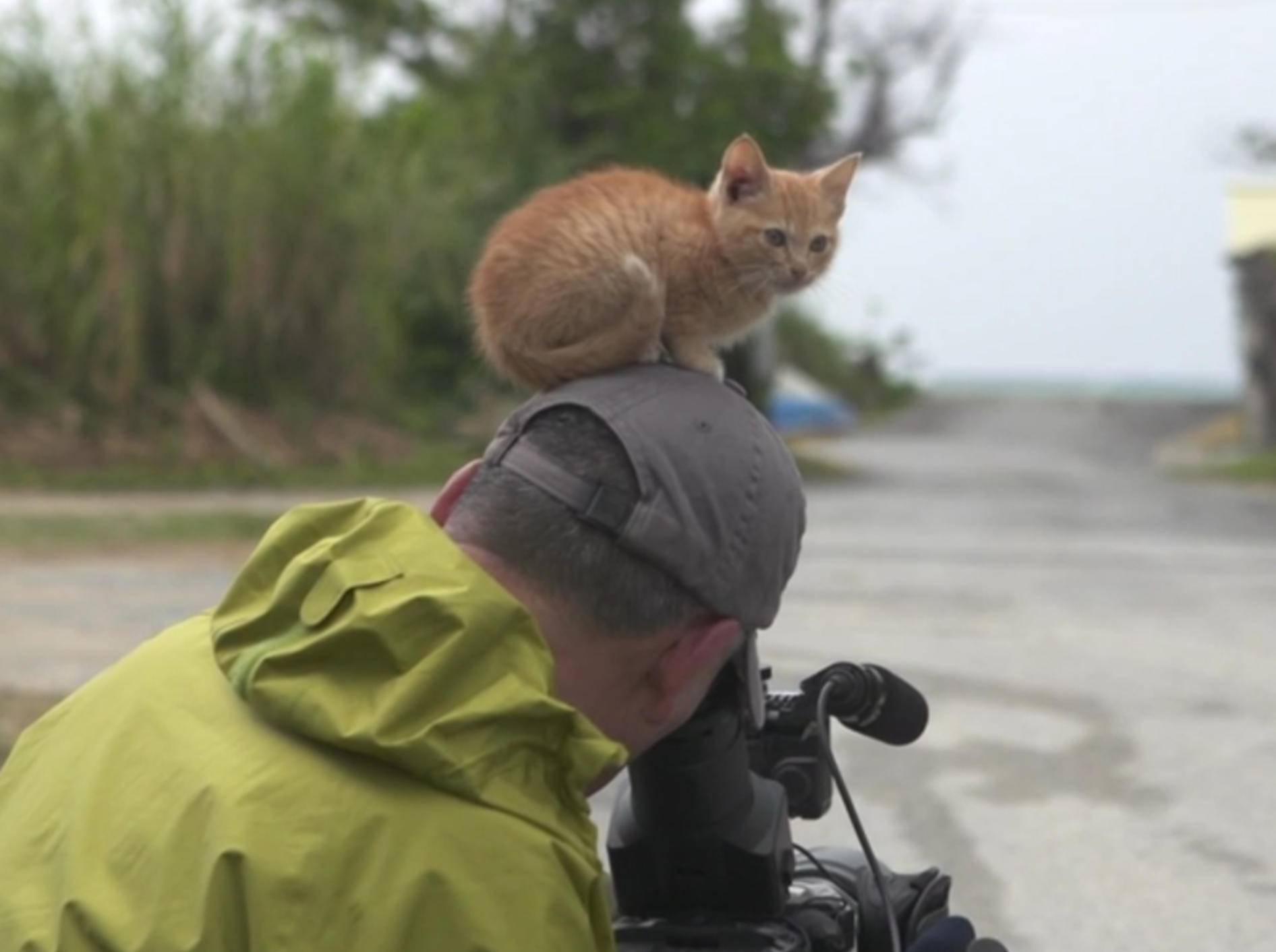 Film ab! Rotes Kätzchen krabbelt auf Kameramann rum – Bild: YouTube / lagrangialala