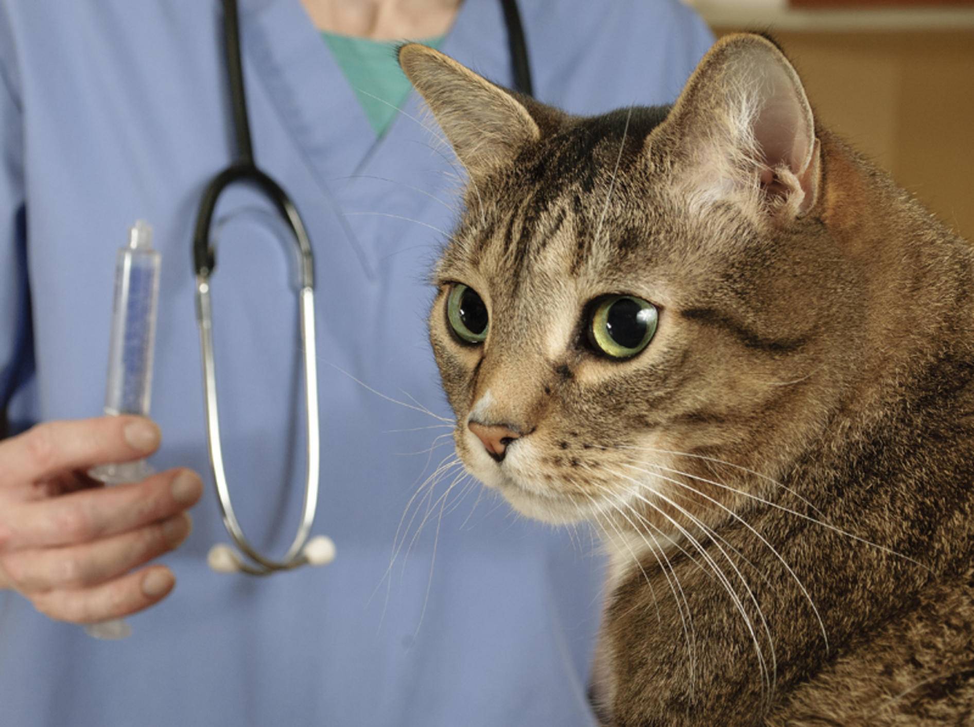 Bei einem Notfall muss die Katze sofort zum Tierarzt – Shutterstock / Mr. Nikon