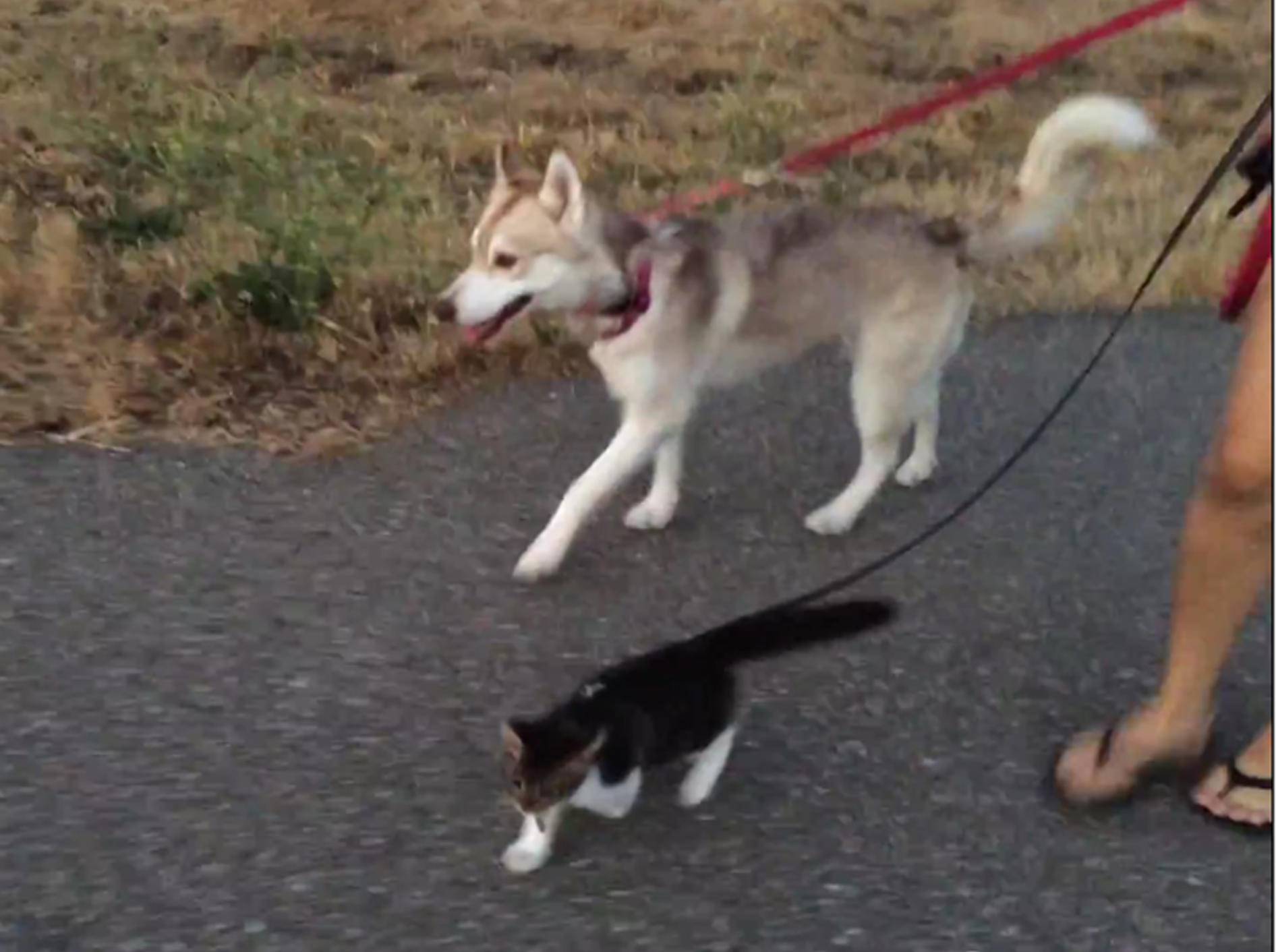 Katze Rosie und Husky Lilo gehen Gassi – YouTube / Lilothehusky