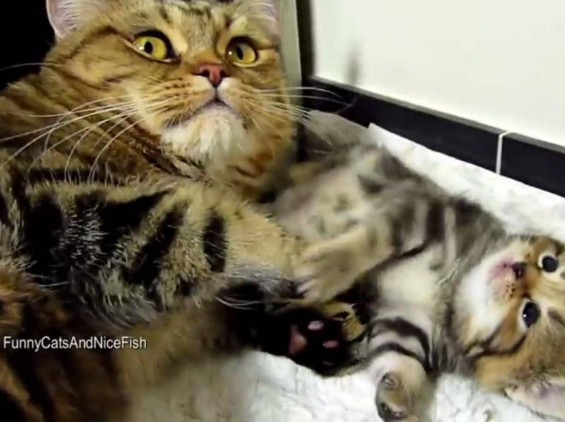Ganz ruhig, kleines Katzenbaby, Mama passt auf dich auf – YouTube / Funnycatsandnicefish
