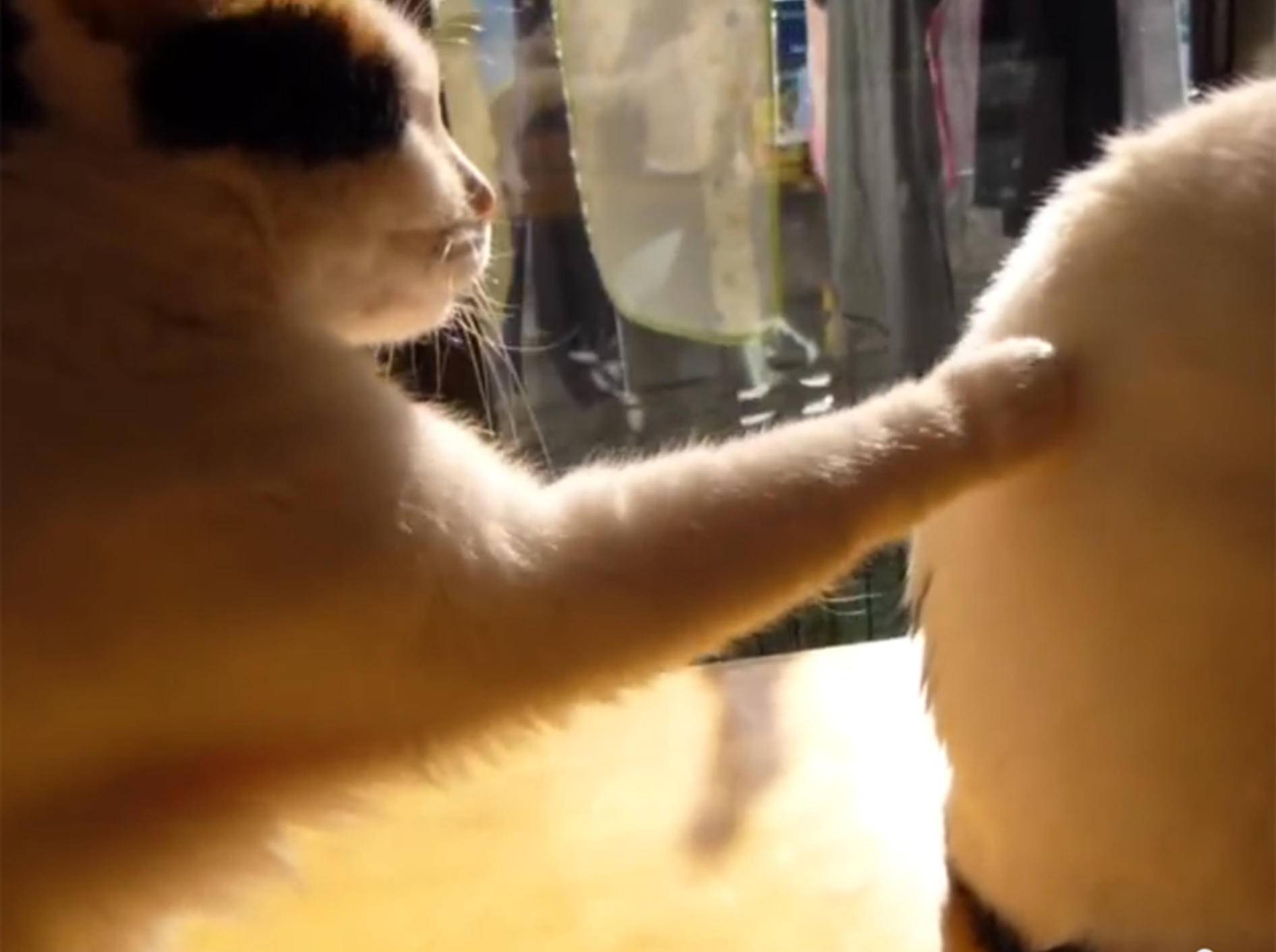 Freundlicher Pfotenstupser zwischen Katzen – YouTube / norazu_cat_TV