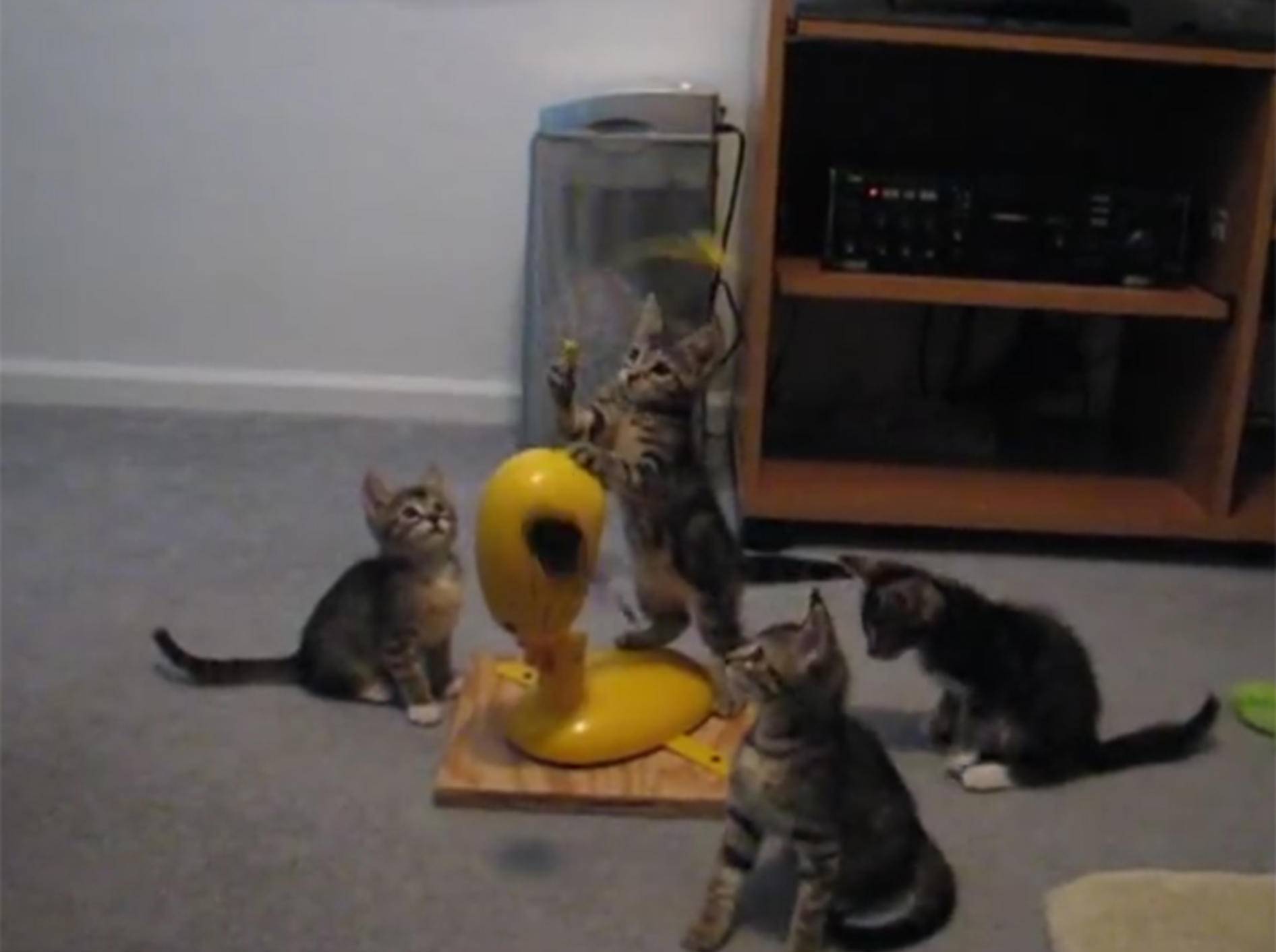 Spielen macht Spaß, finden diese Kätzchen – YouTube / Karaoke Vic