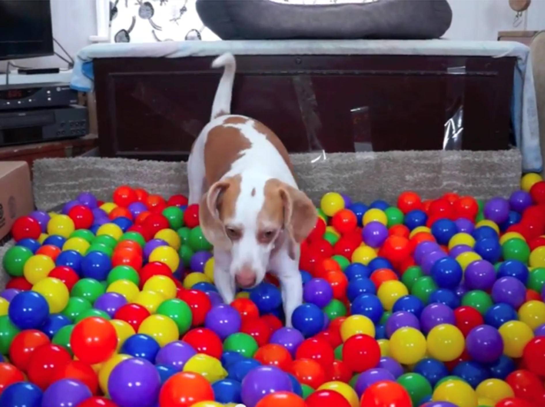 Maymo, der Beagle, liebt sein Bällebad – YouTube / Maymo