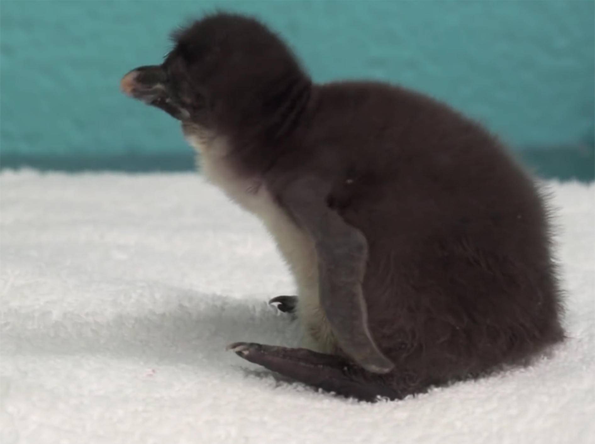 Ein Pinguinküken, wie herzig! – YouTube / Shedd Aquarium