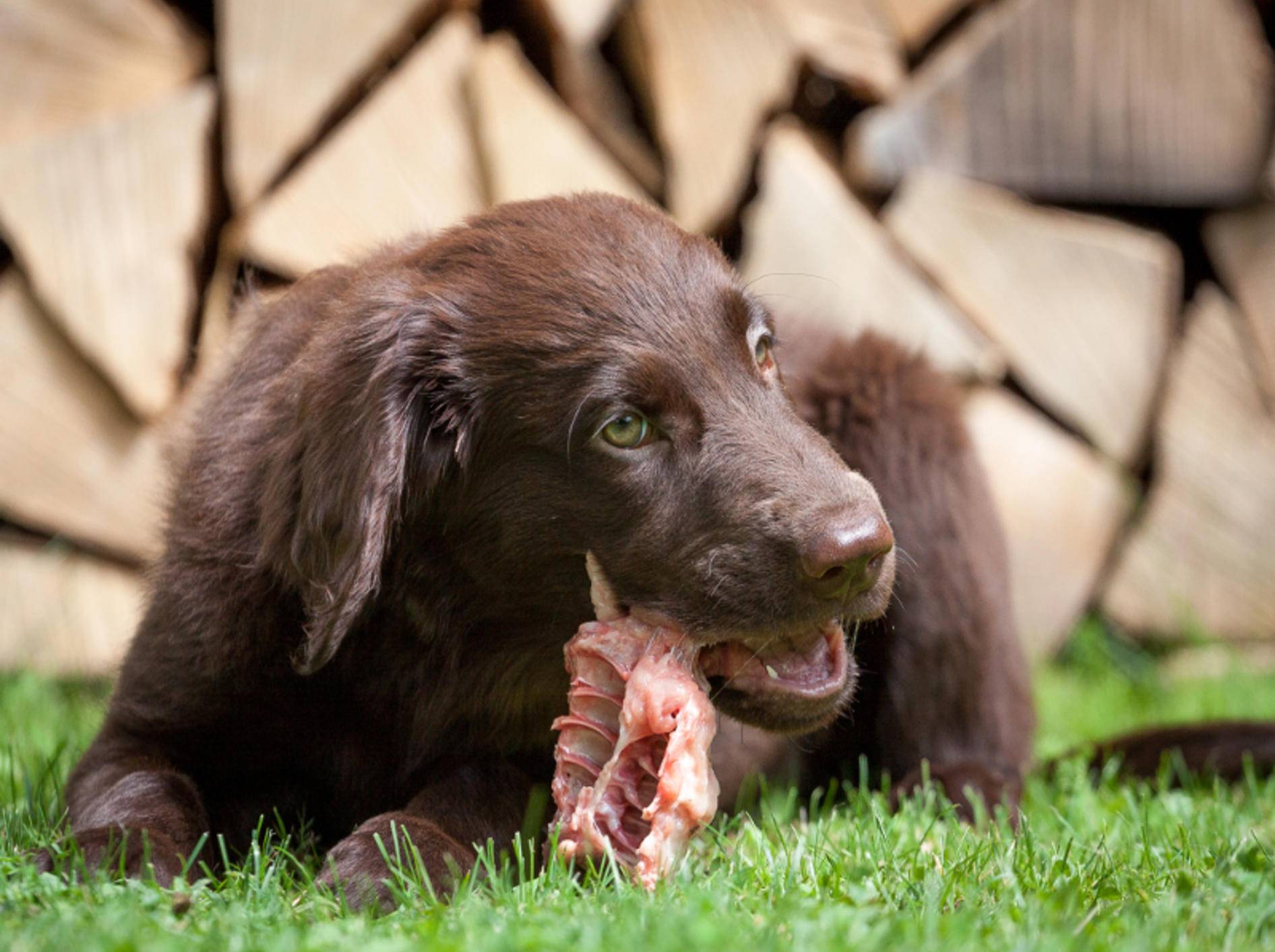Rohes Fleisch findet dieser Hund richtig lecker – Shutterstock / Phil Stev