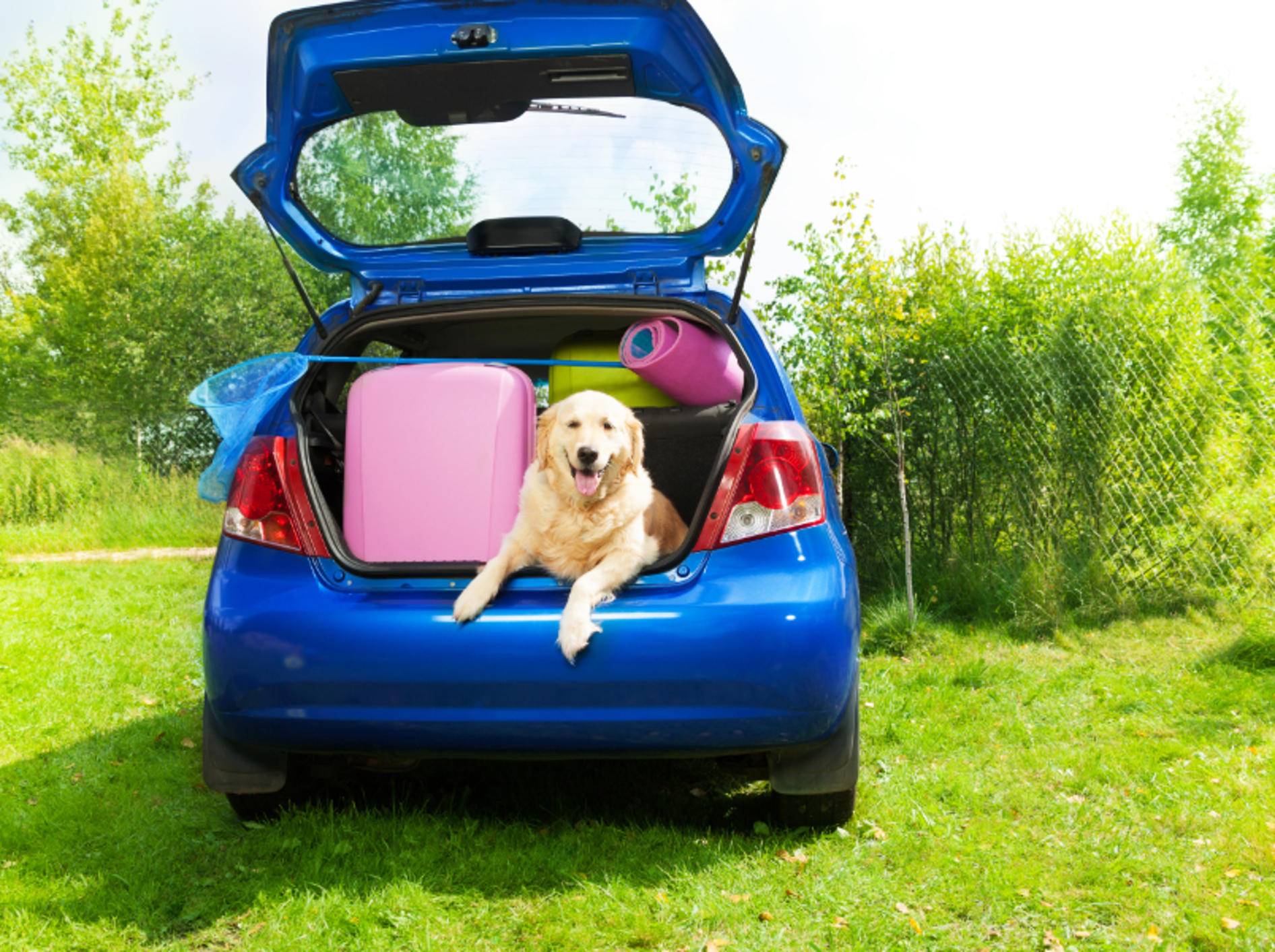 Dieser süße Hund braucht einen EU-Heimtierausweis im Urlaub – Shutterstock / Sergey Novikov