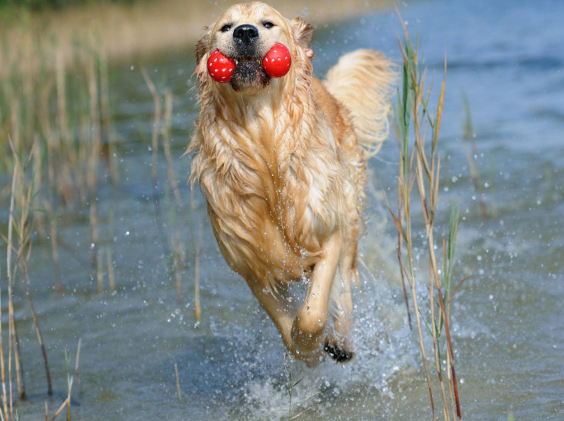 Plitsch, Platsch! Dieser Hund hat Spaß im Wasser – Shutterstock / AnetaPics
