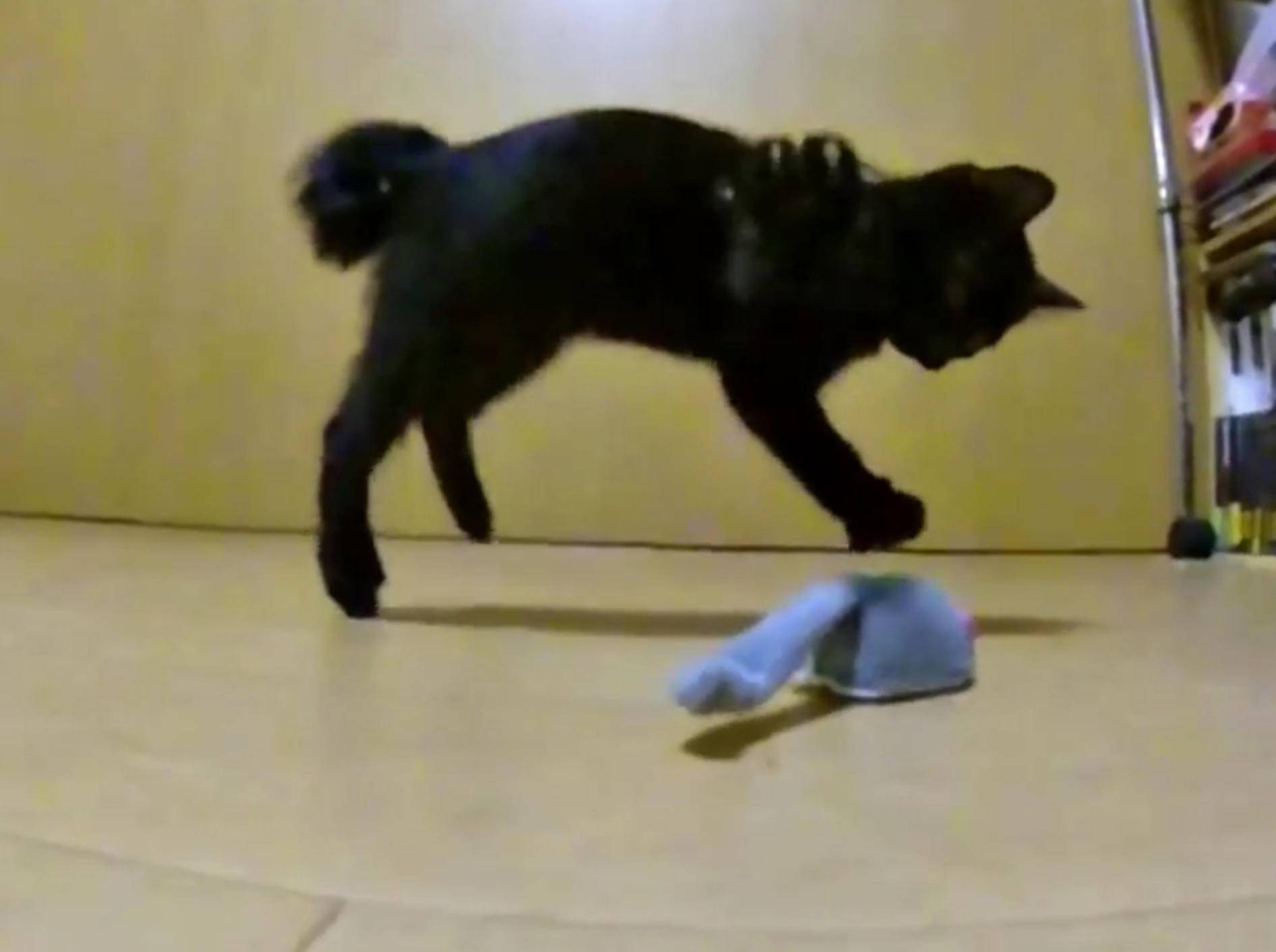 Kätzchen Kuro: Der Kampf mit der Spielzeugmaus – Bild: YouTube / Goro@Welsh corgi