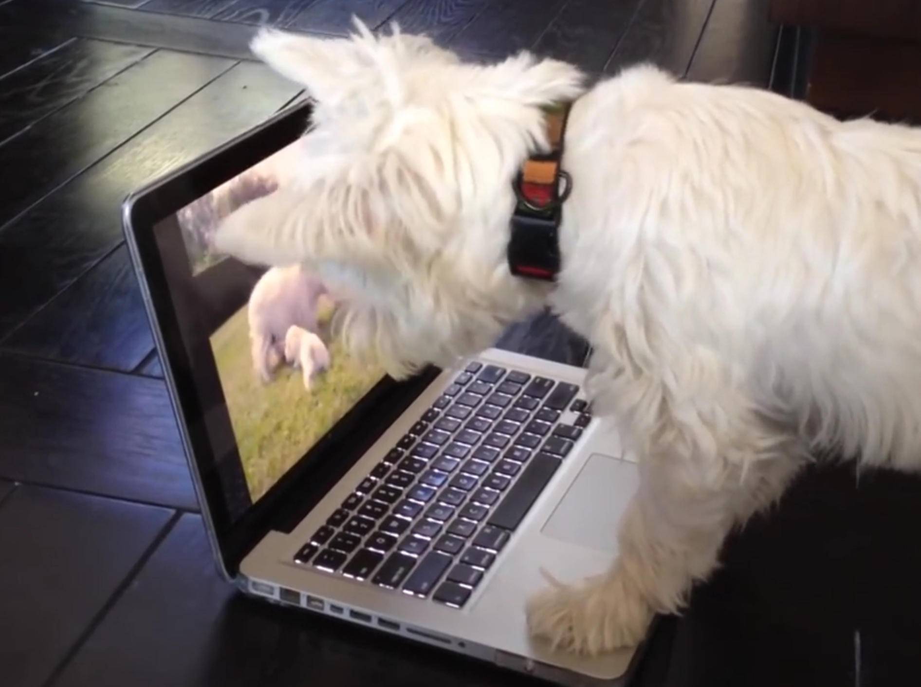 West Highland White Terrier verwirrt von Video – Bild: YouTube / CutiesNFuzzies