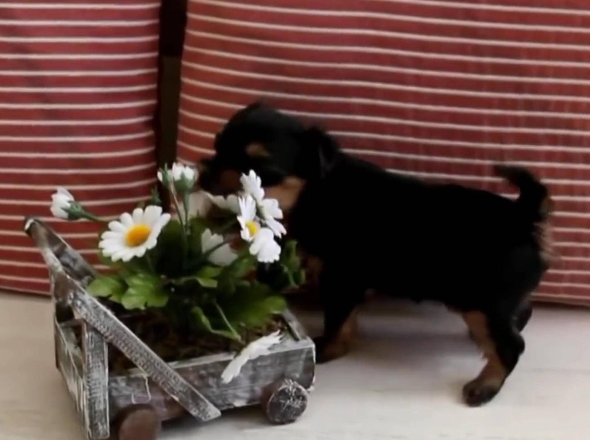 Yorkshire Terrier: "Ich liebe Margeriten!" – Bild: YouTube / Miss Aww