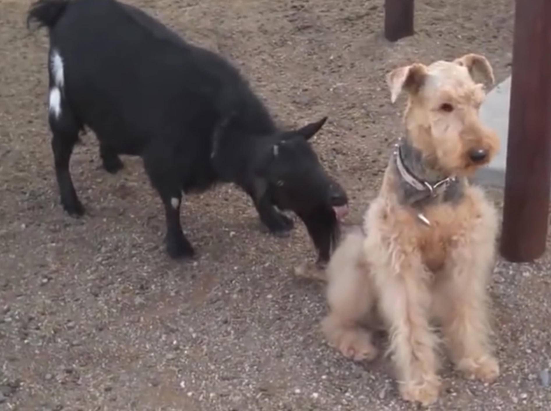 In Flirtlaune: Freche Ziege verguckt sich in Hund – YouTube / DeNationalTV