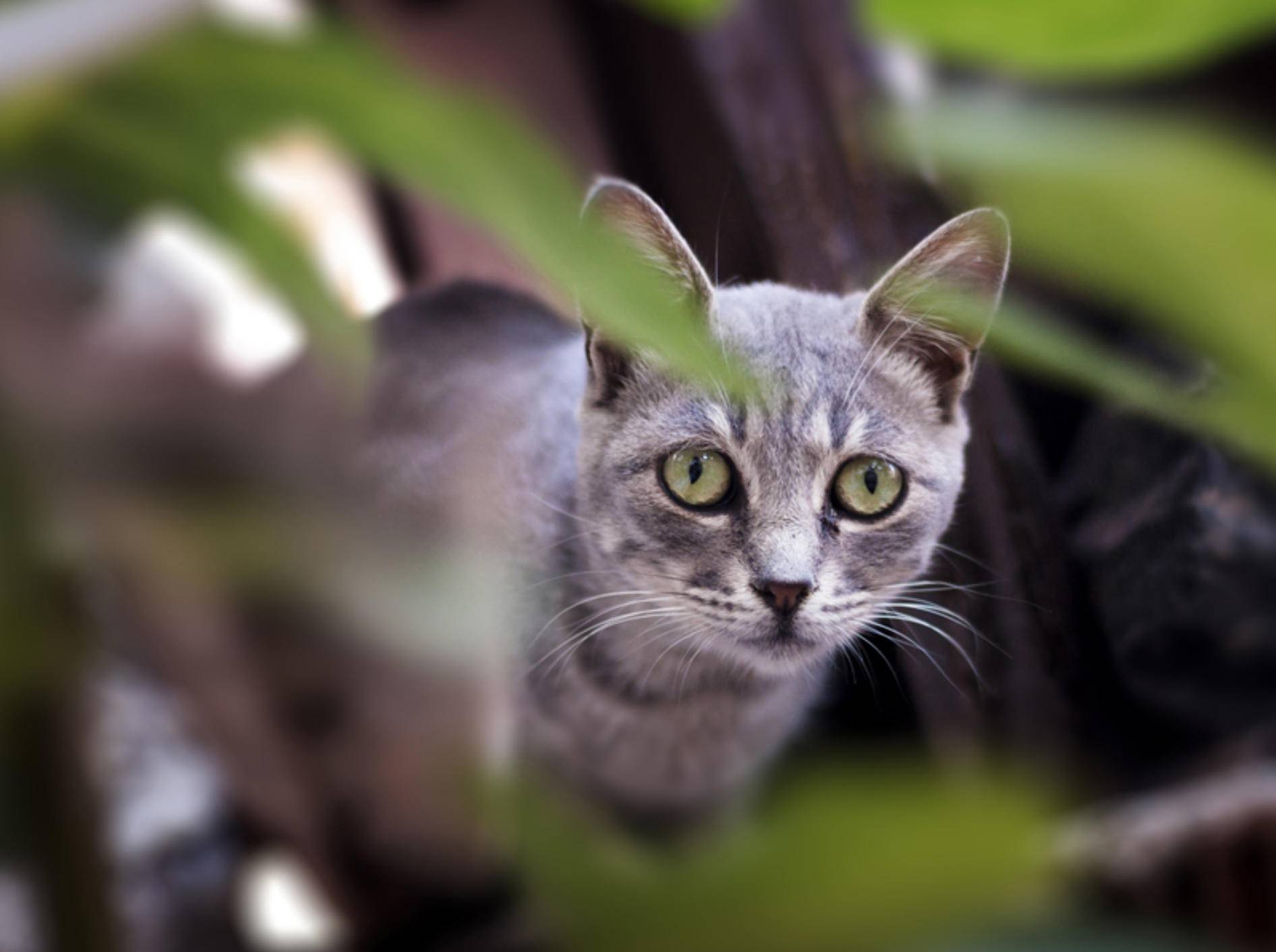 Nebelgraue Schönheit: Die Australian Mist Katze – Shutterstock / arda savasciogullari