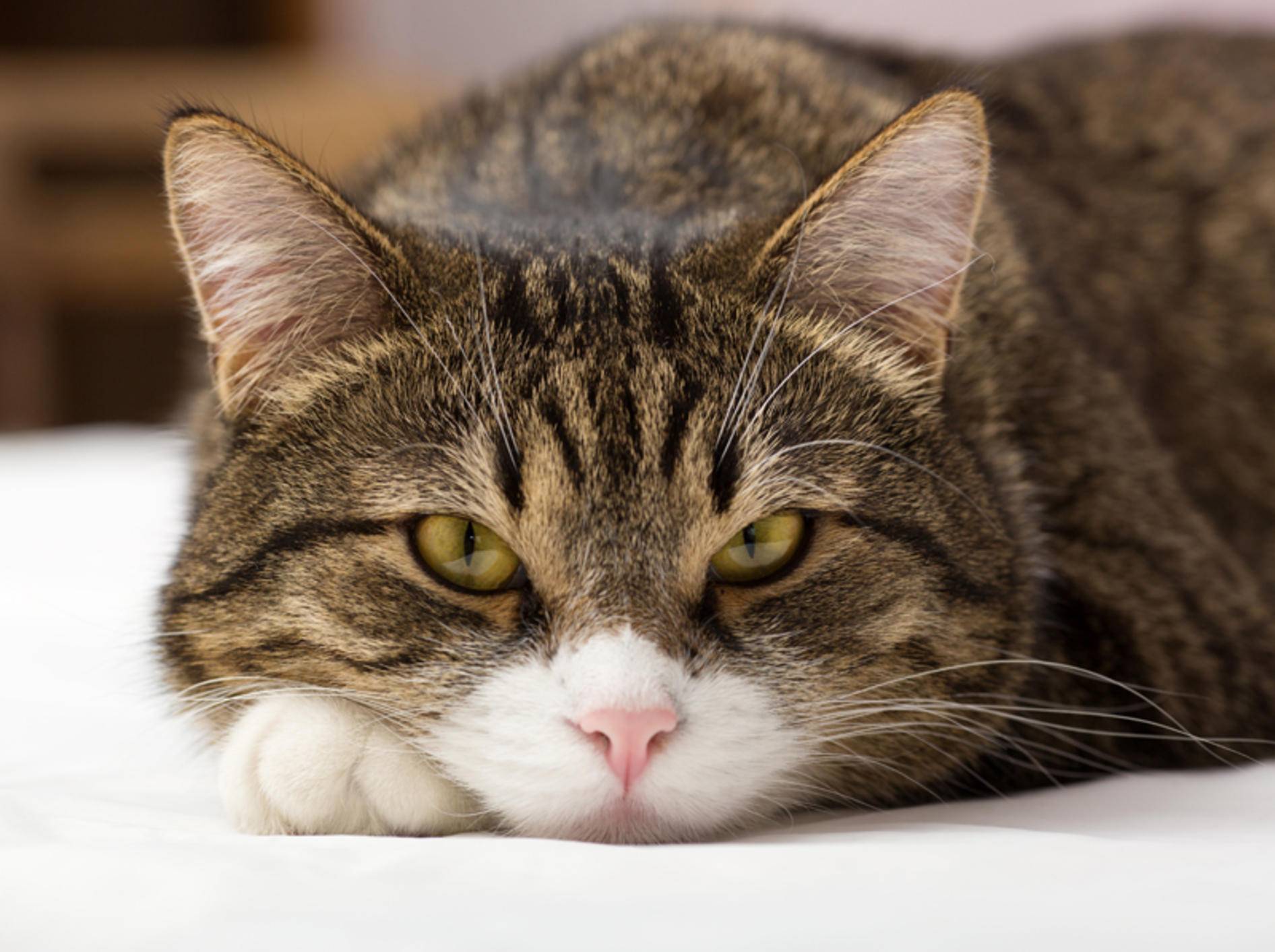 Hepatische Lipidose Katze Symptome