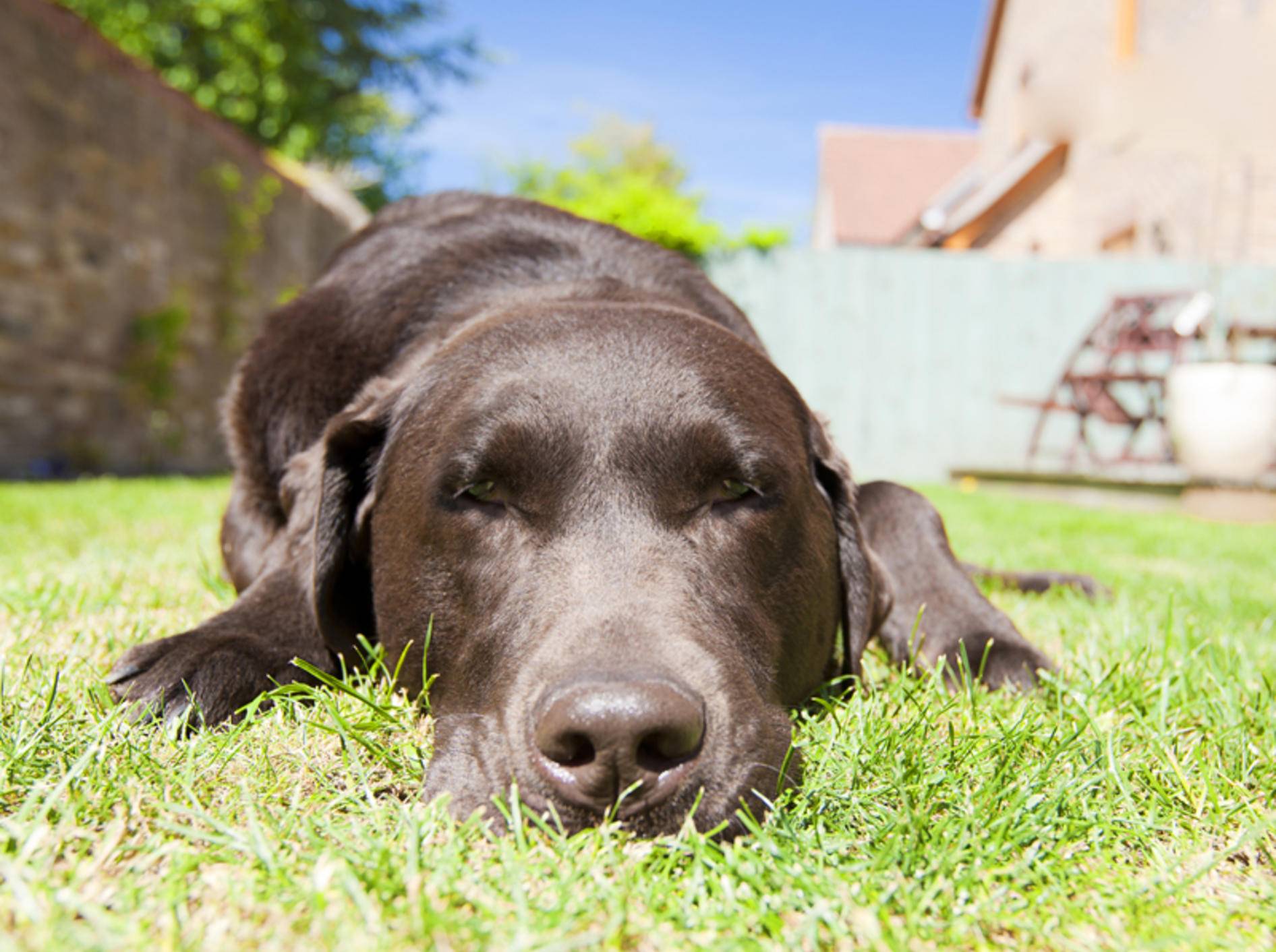 In der Sonne ist es zwar schön, aber für einen Hund nicht ungefährlich – Shutterstock / JPagetRFPhotos
