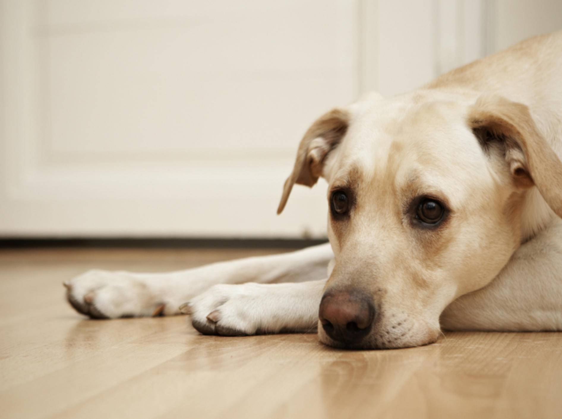 Ein gestresster Hund braucht Ruhe – Bild: Shutterstock / Jaromir Chalabala