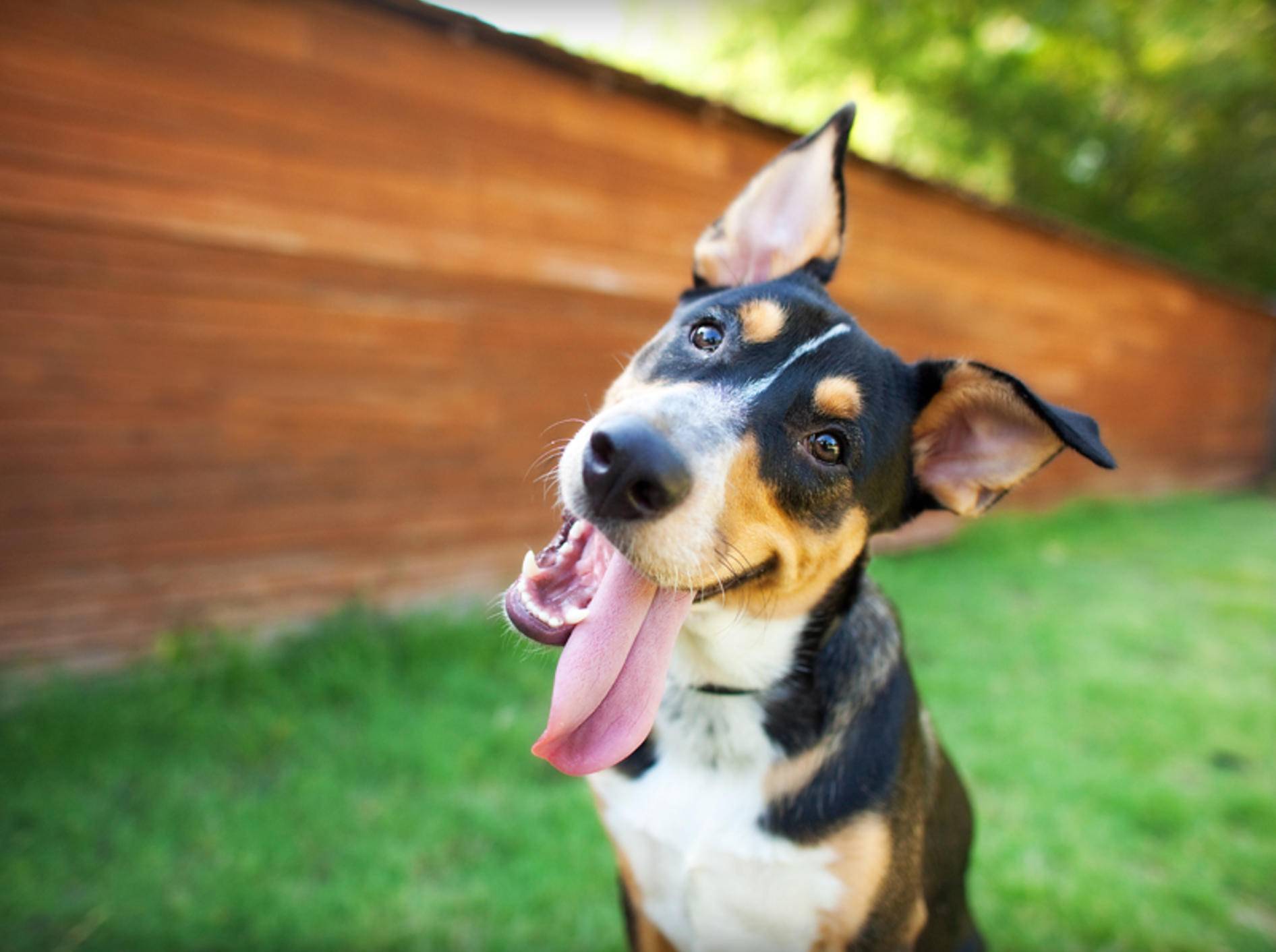 In der Hundepension fühlt sich der Hund wohler als allein daheim – Shutterstock / The Dog Photographer