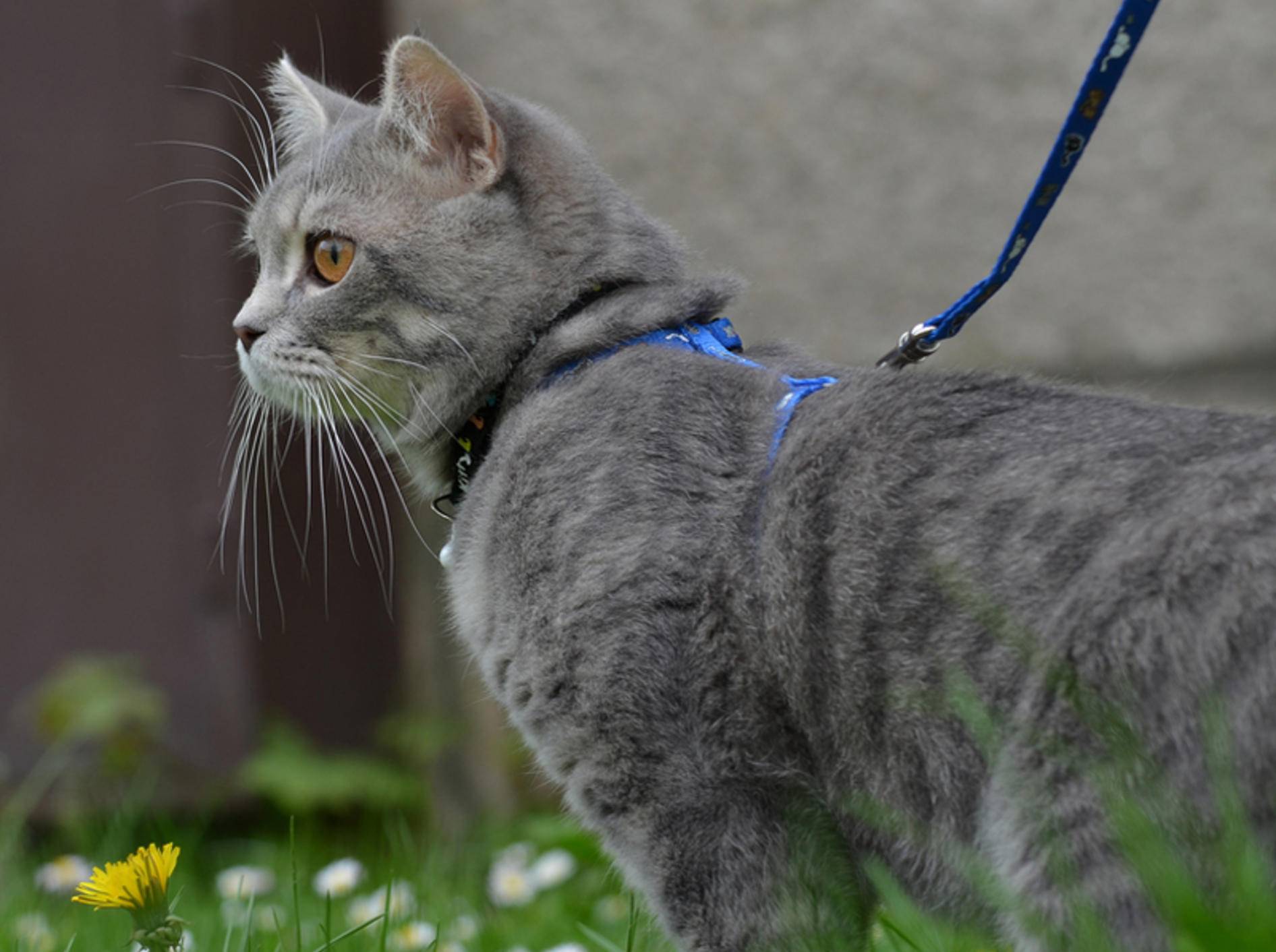Spaziergänge mit der Katze an der Leine sind nicht unbedingt eine gute Idee – Bild: Shutterstock / Dreidos