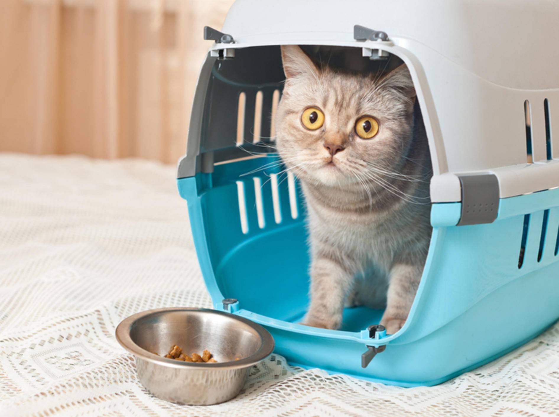 Die Urlaubsfrage: Transport zur Katzenpension oder doch lieber ein Katzensitter zu Hause? – Bild: Shutterstock / photo_master2000