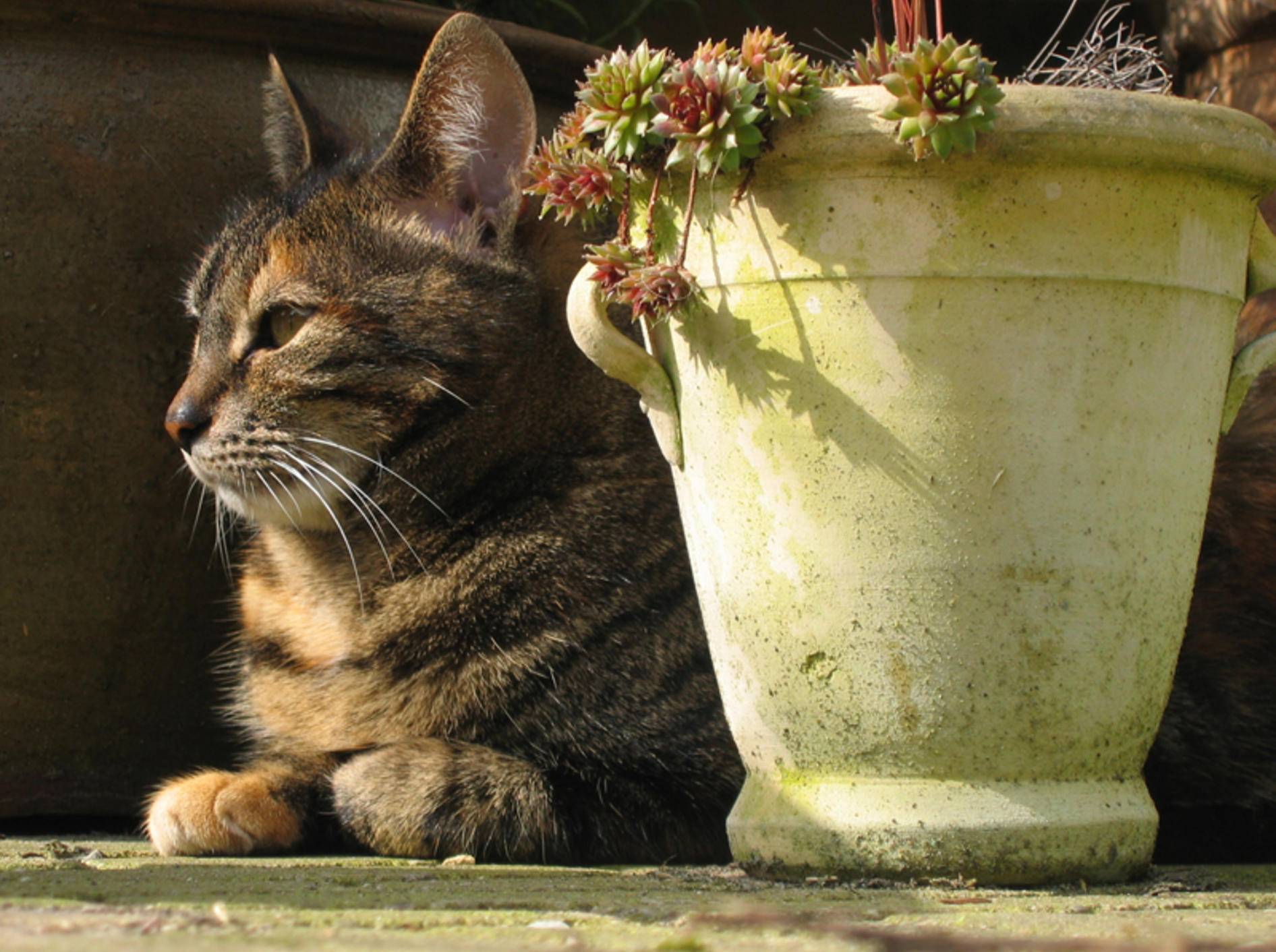 Topfpflanzen schützen Katzen vor einem Sonnenstich – Shutterstock / Keimpe Roedema